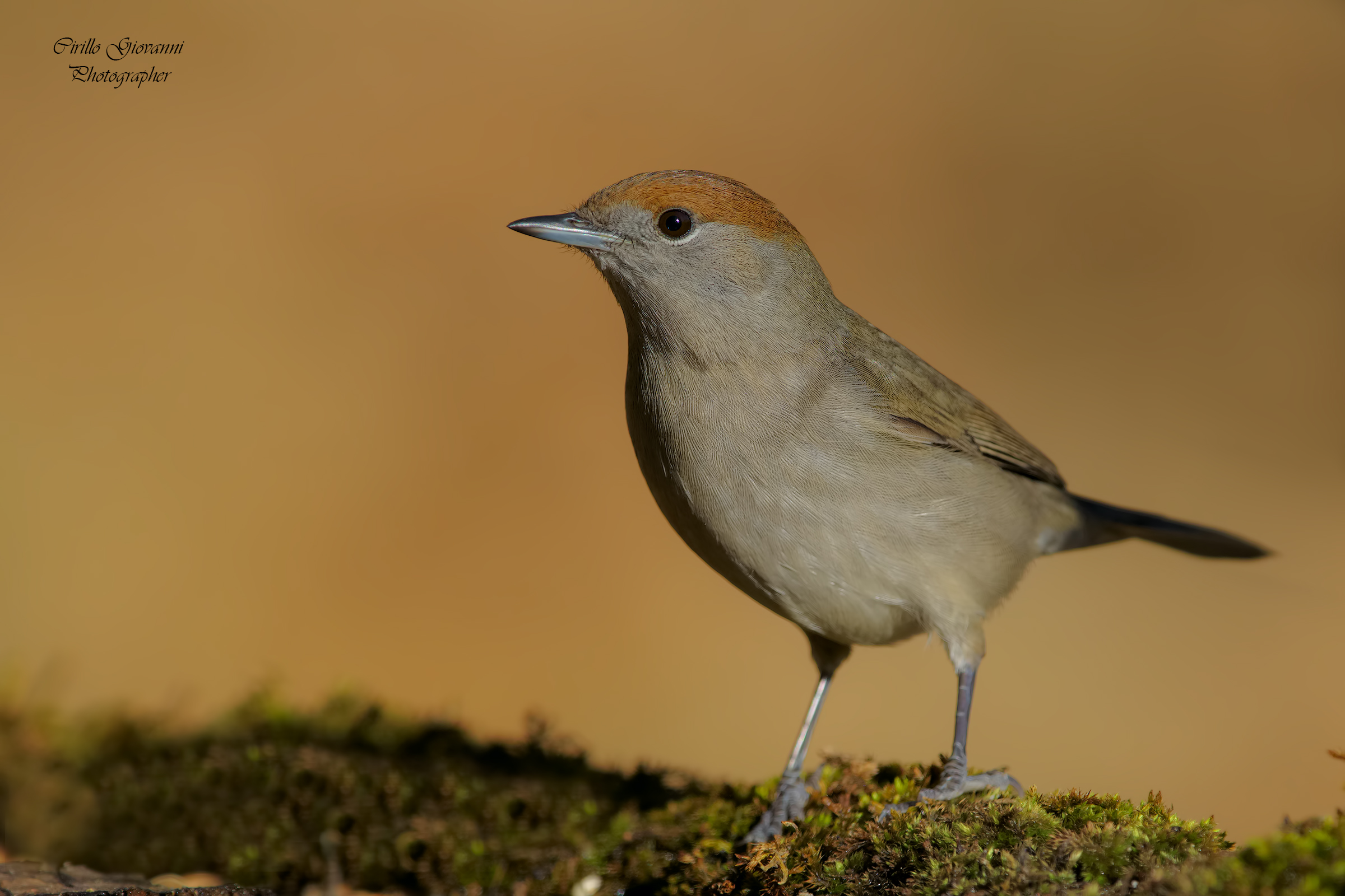 femminuccia Capinera