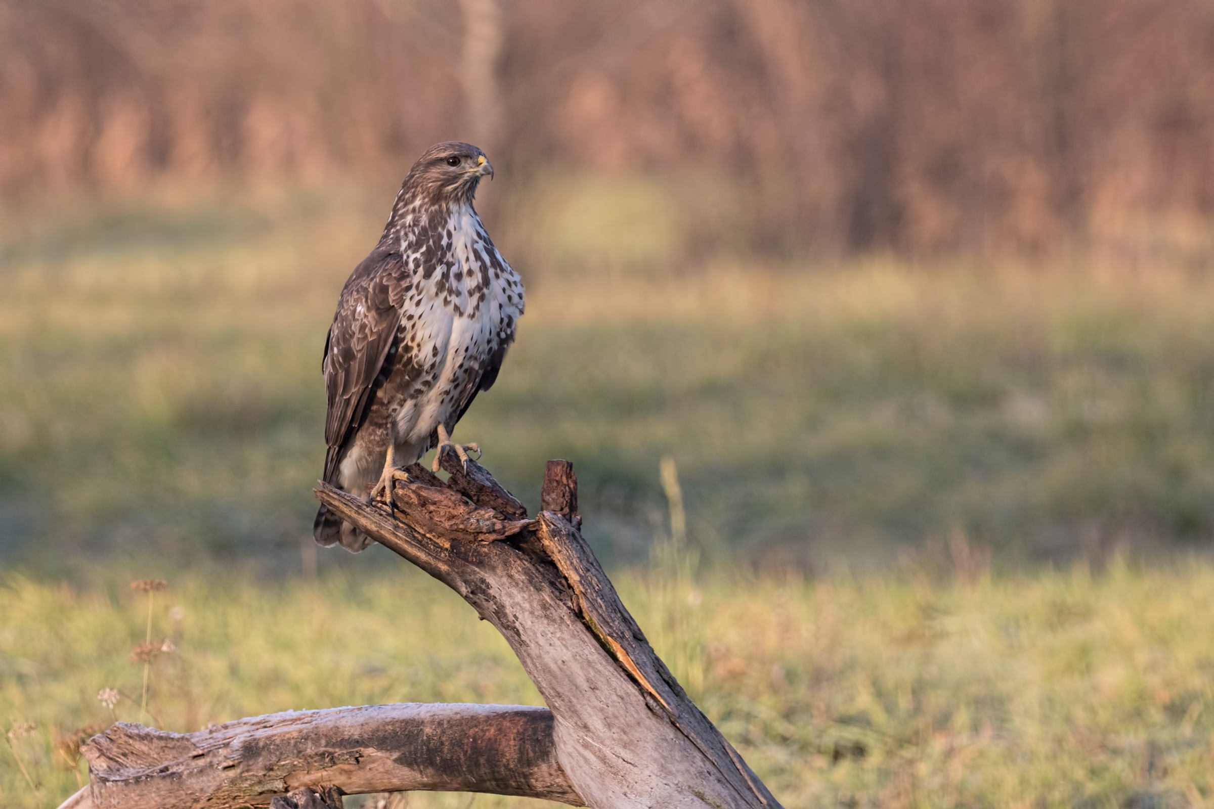 Poiana comune ambientata