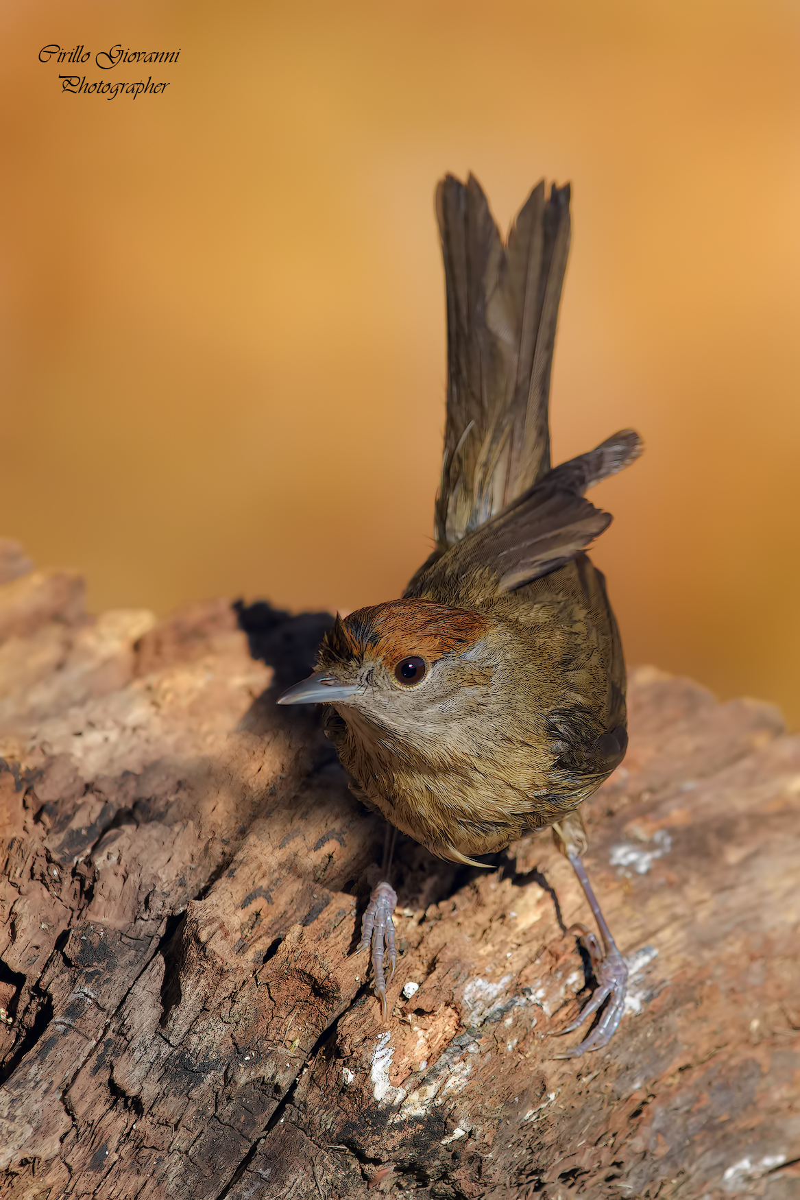 Femminuccia capinera dopo il bagno