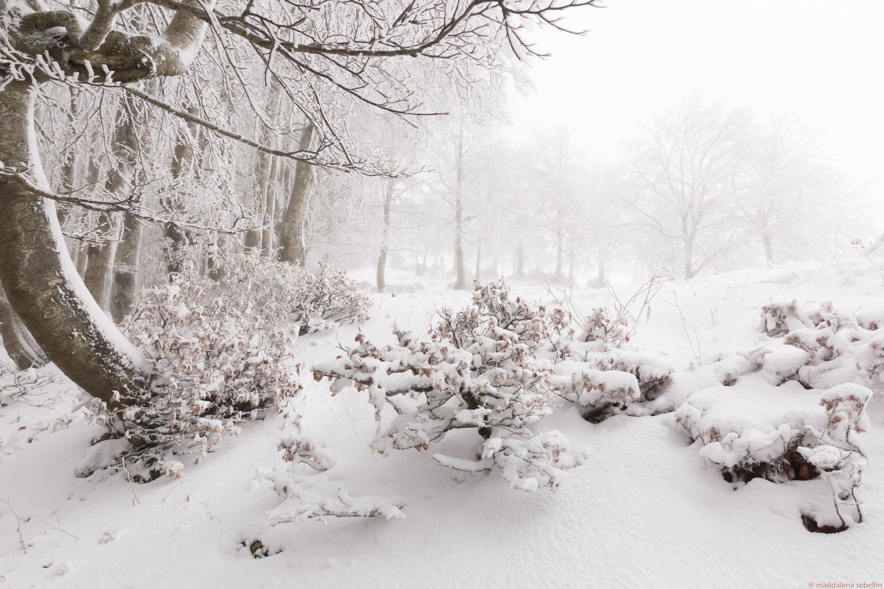 It's snowing. Sheltered in the woods ...