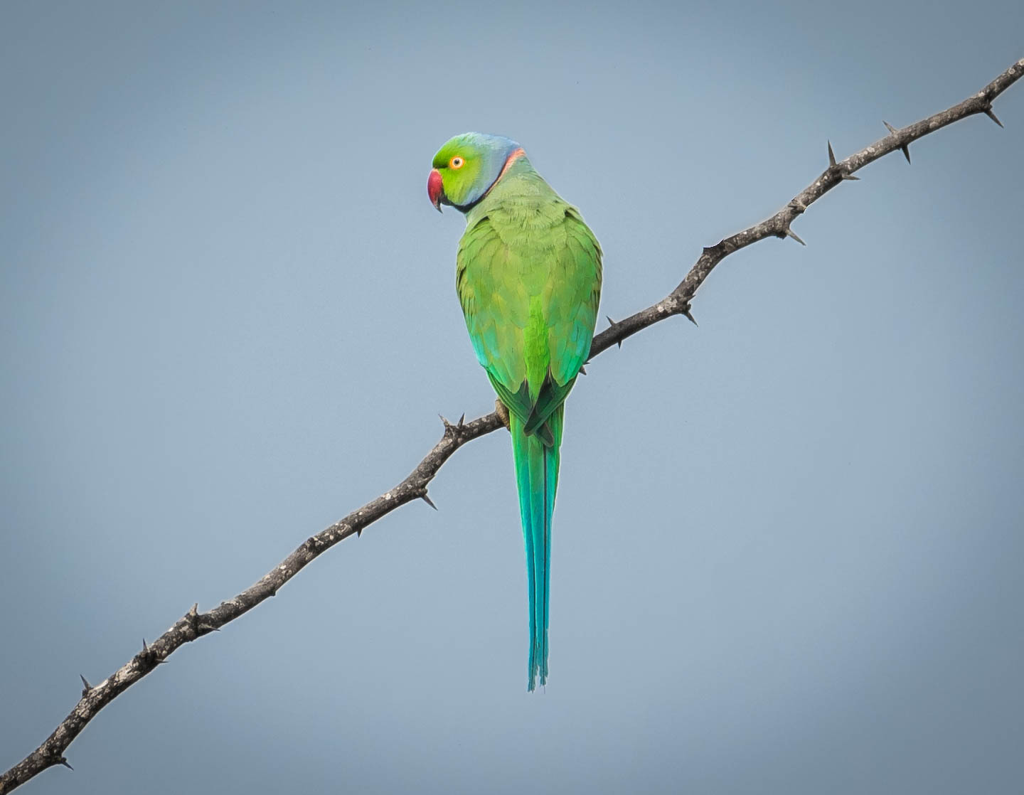 Malabar Parrot
