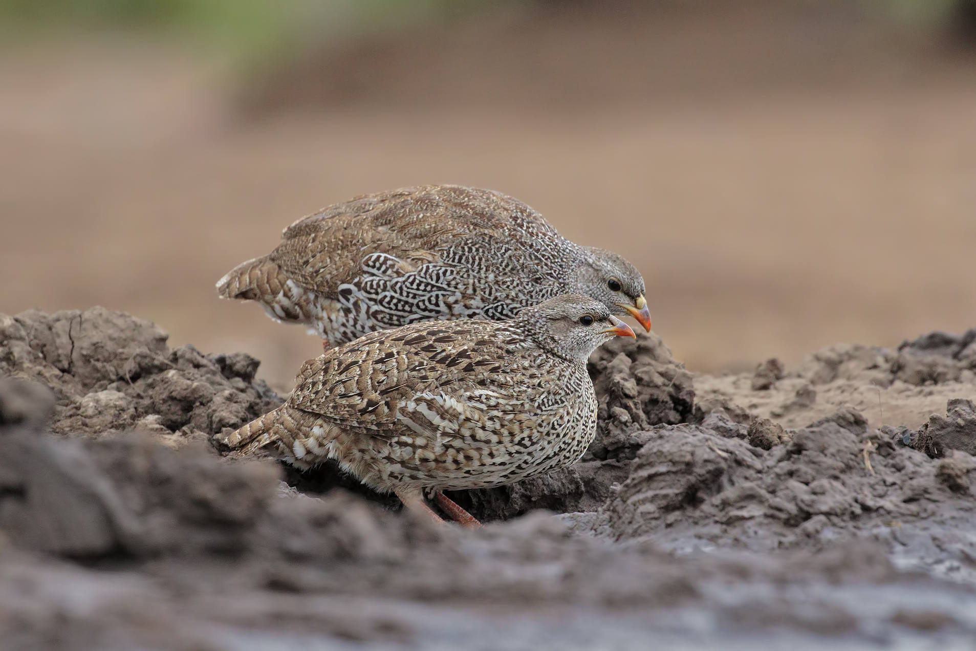 Una bella coppia alla pozza