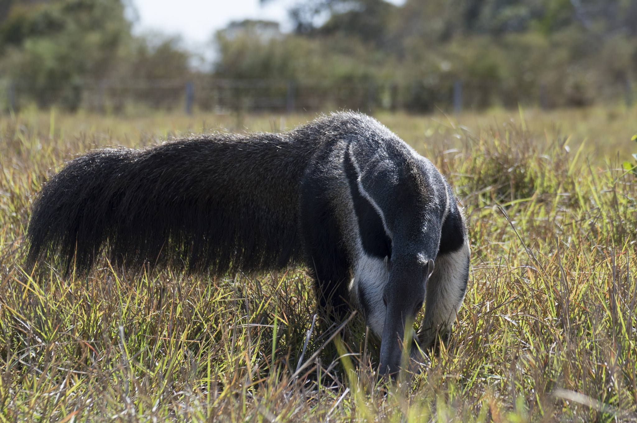 Formichiere tridattilo