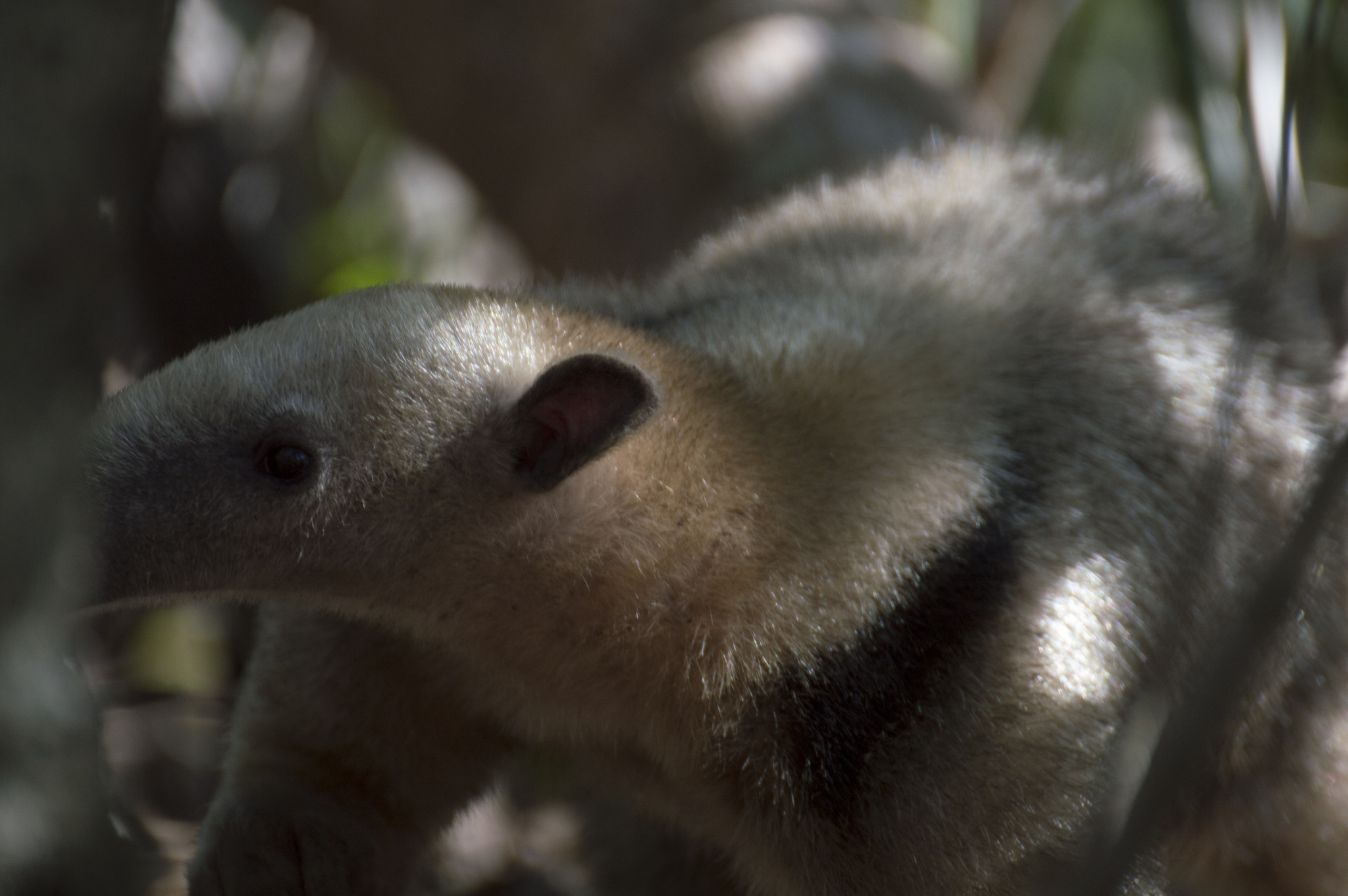 Formichiere didattilo in fuga