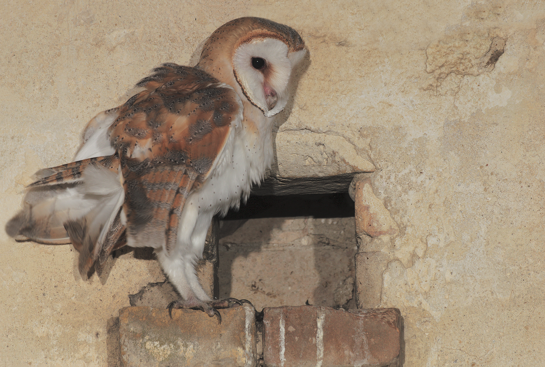 Barn Owl
