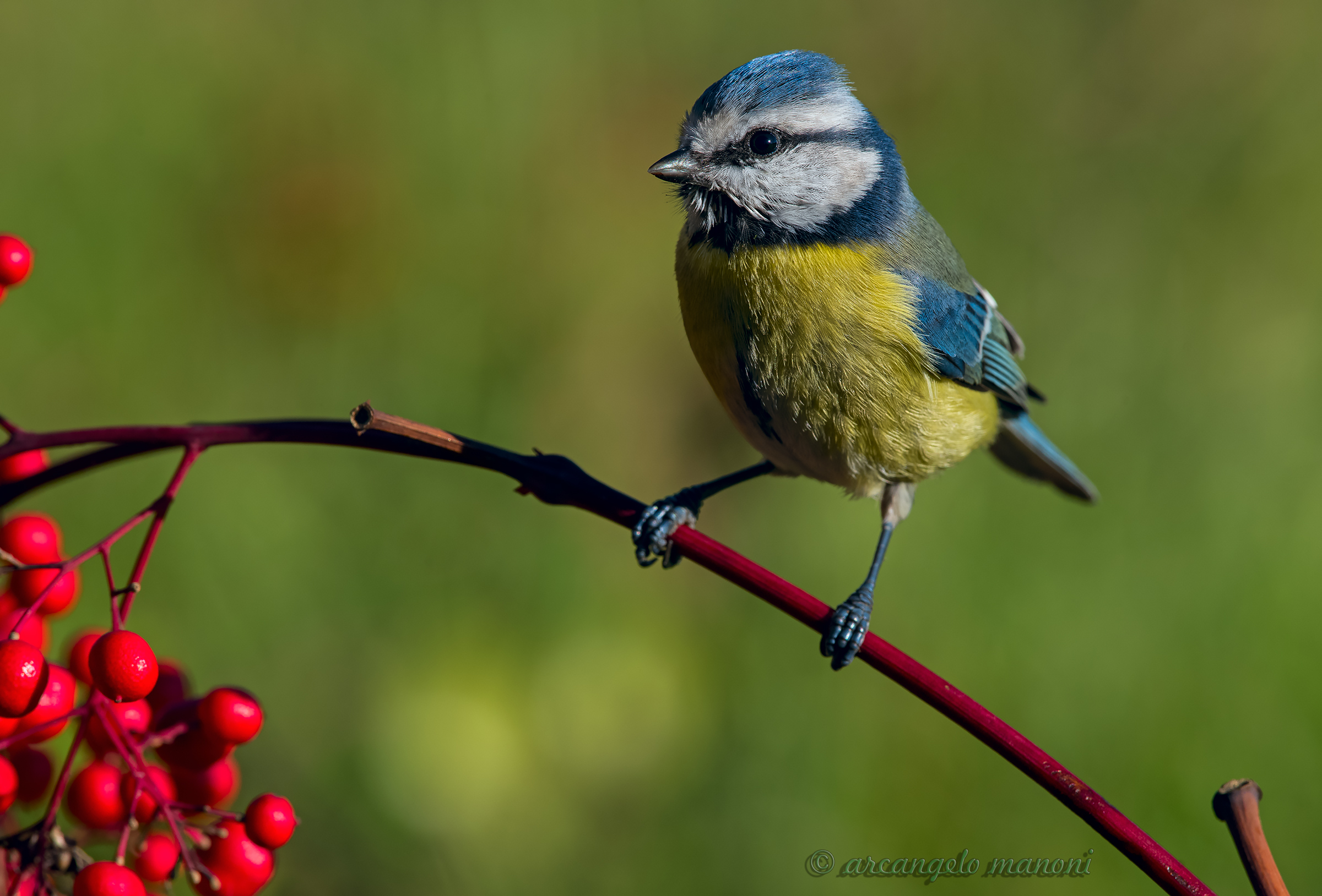Blue tit for the garden