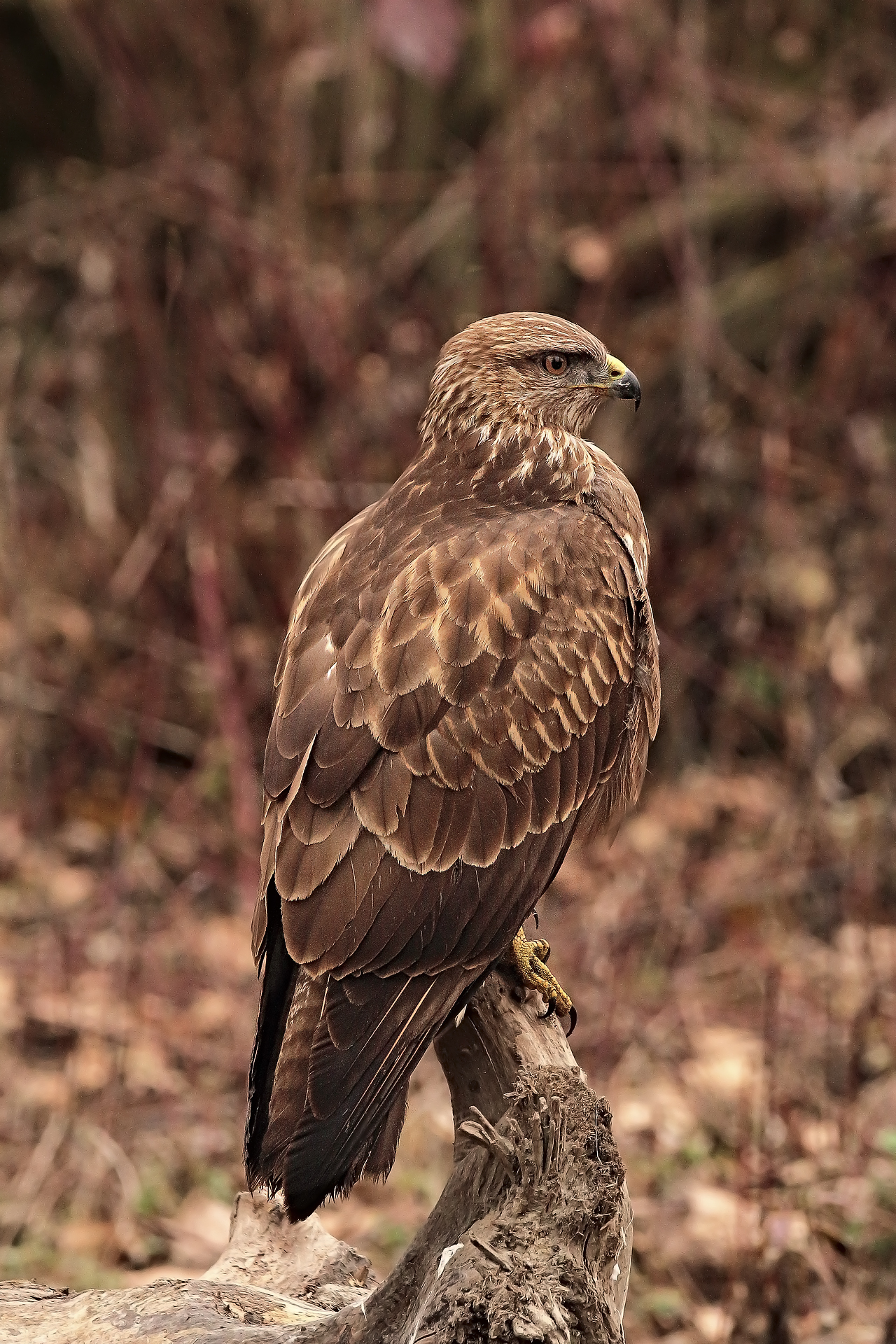 the proud look of the buzzard