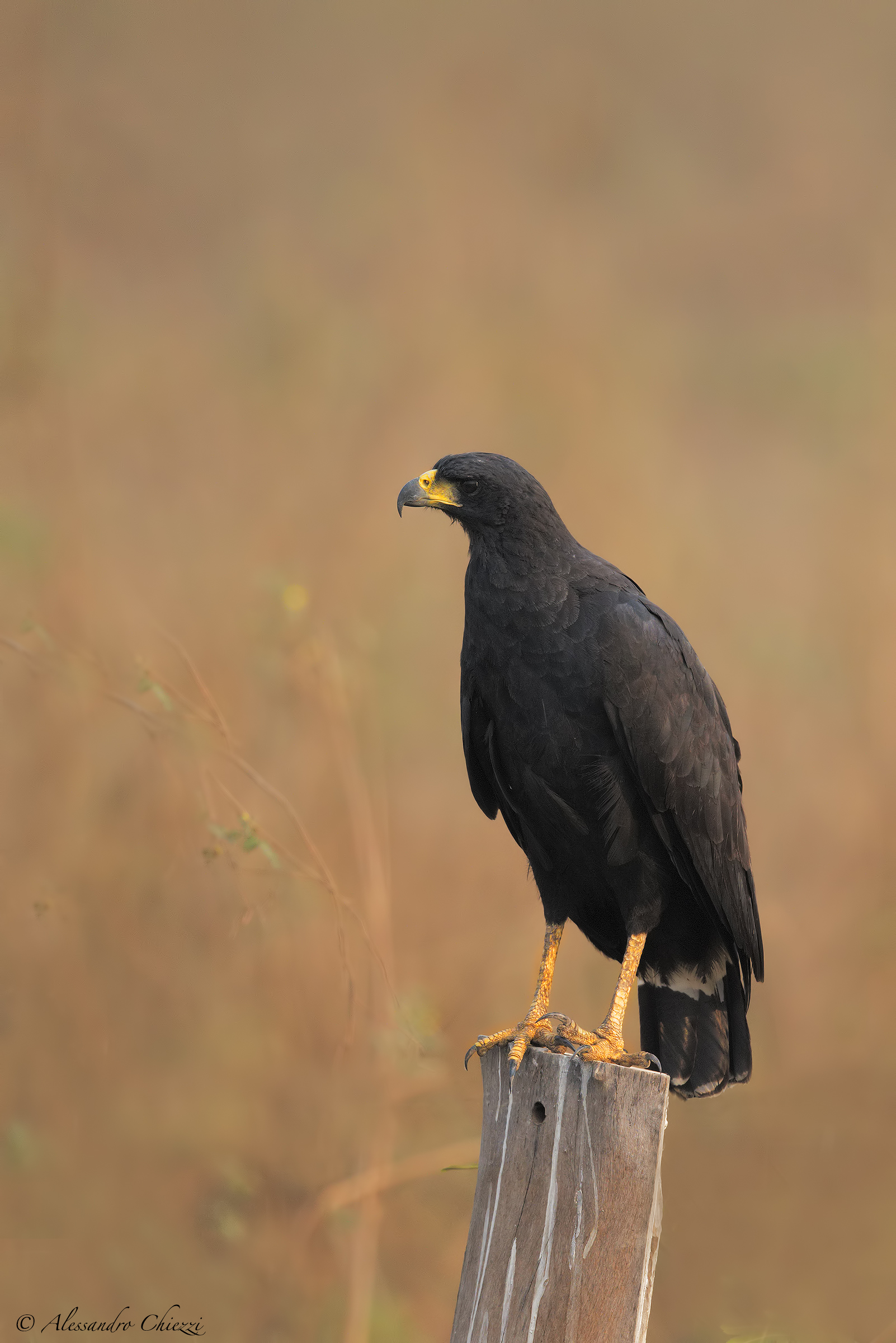 Greater black buzzard