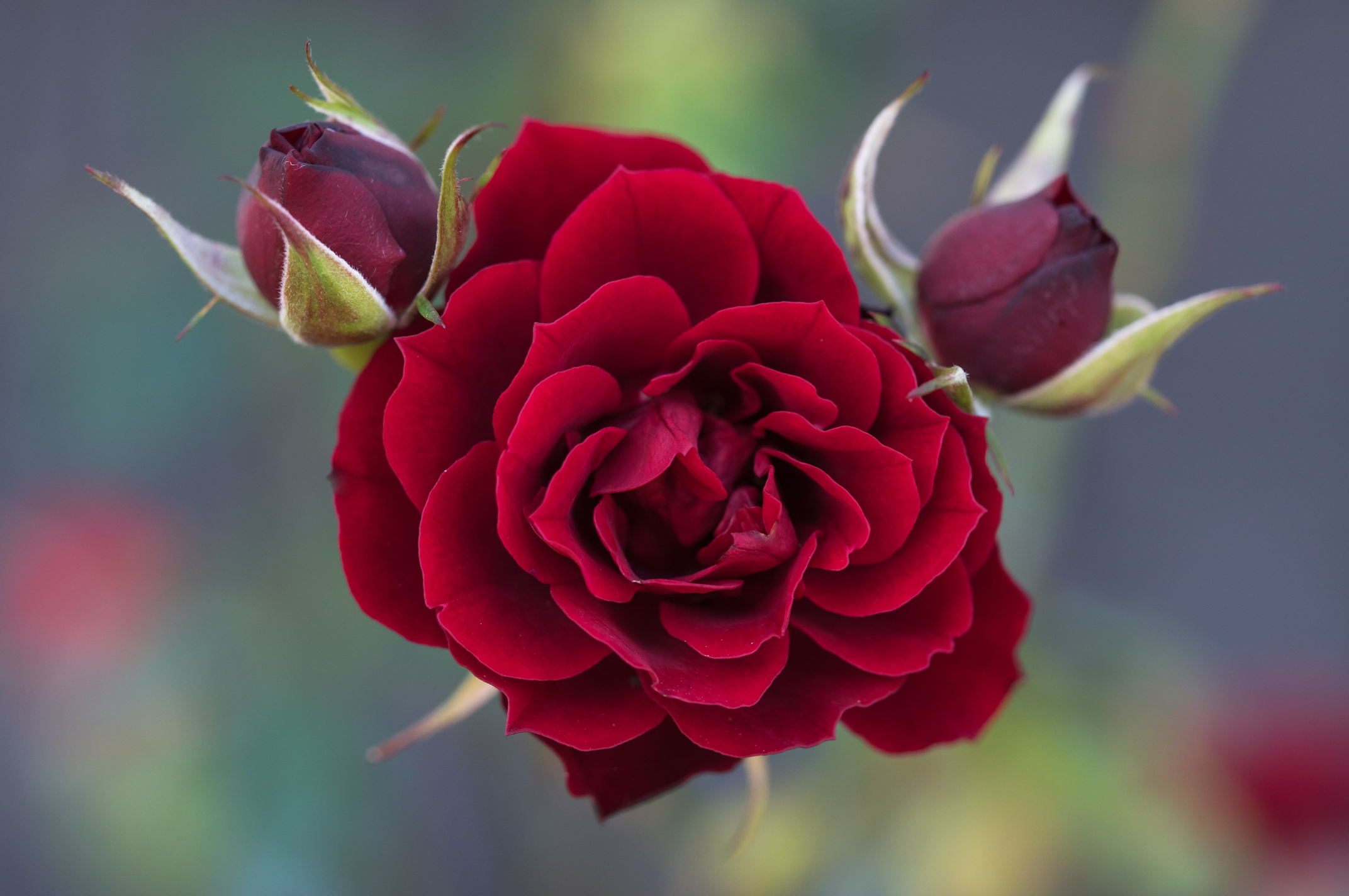 Rose di nonna Angela