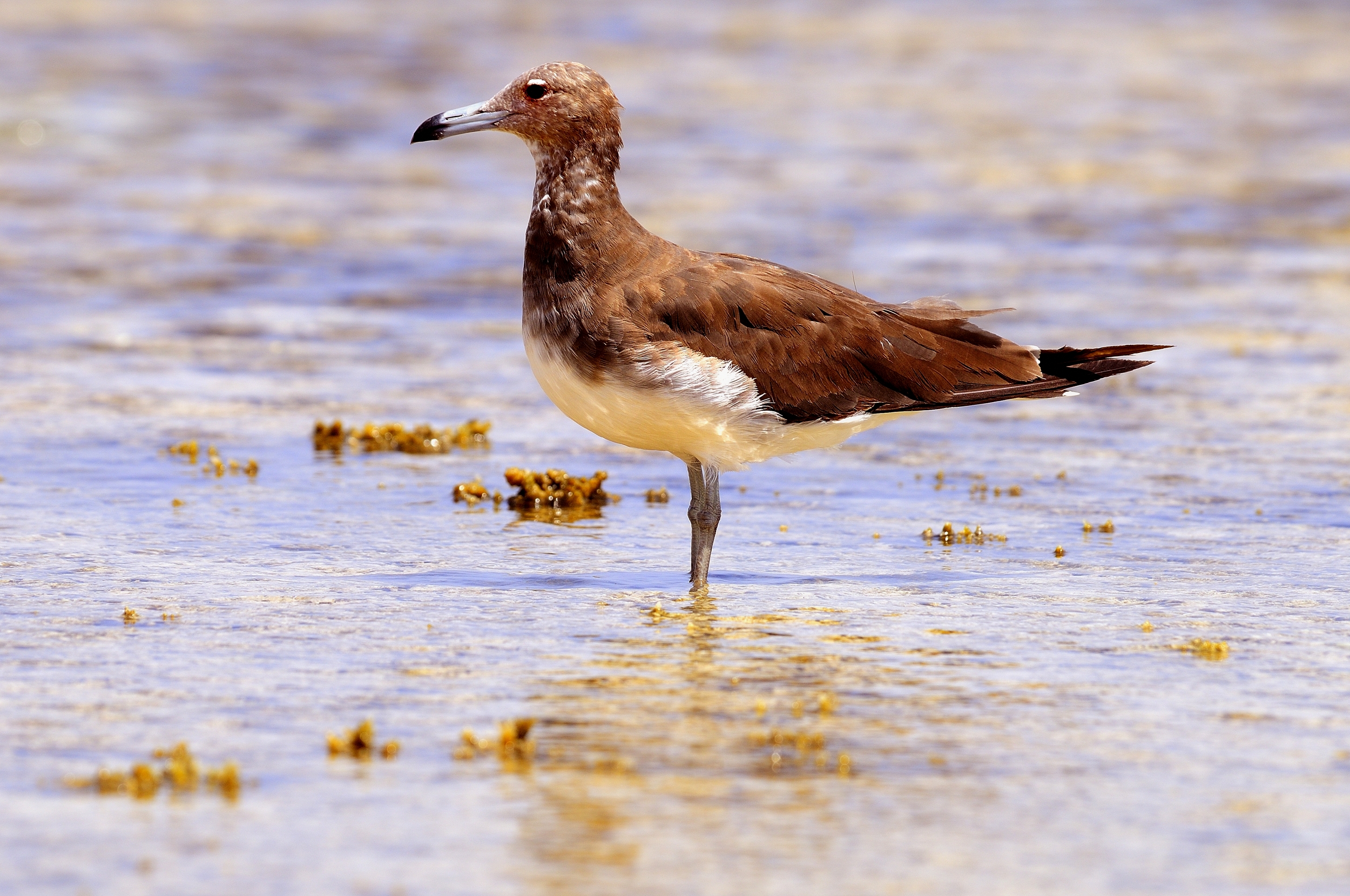 gabbiano fuligginoso