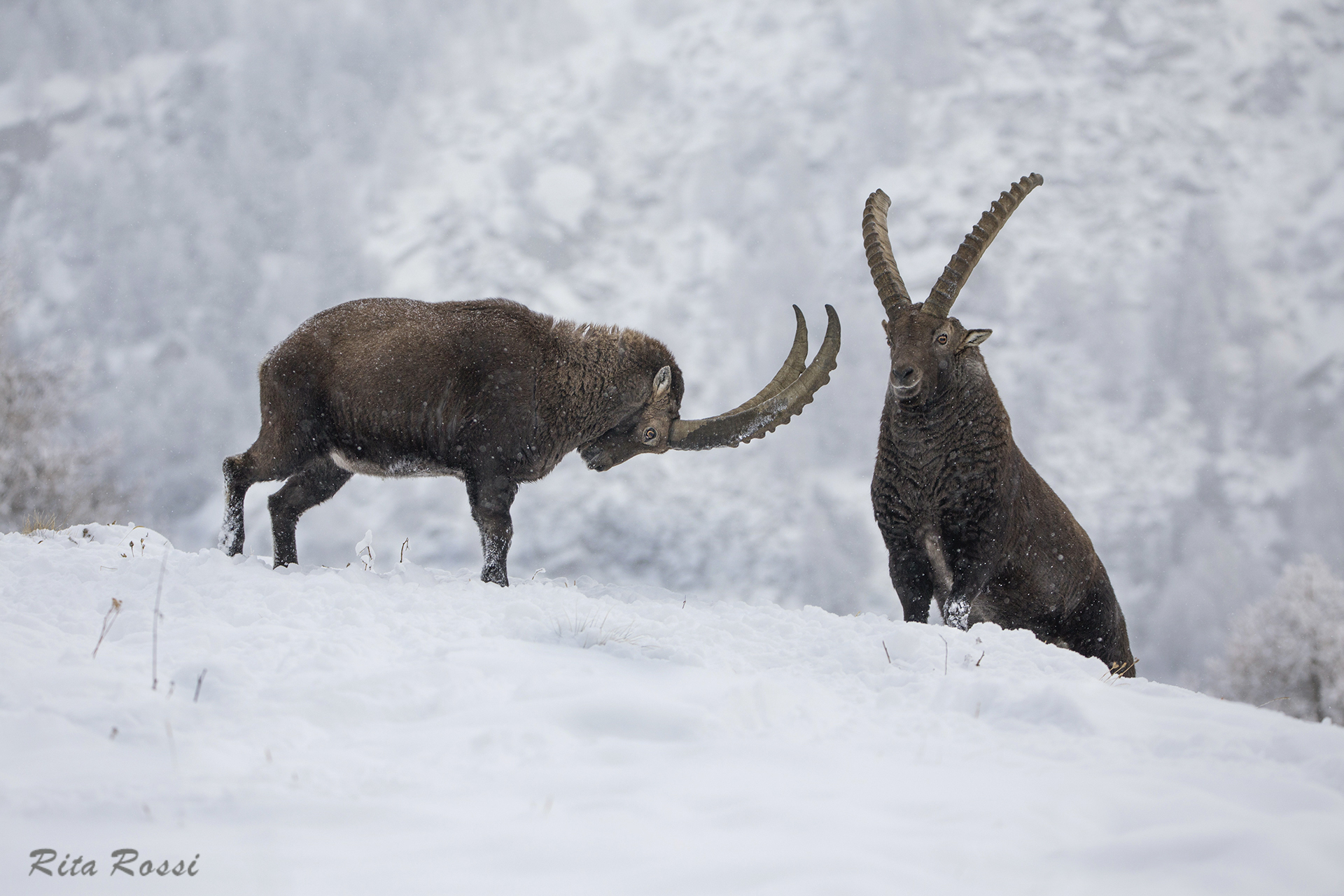 IBEX