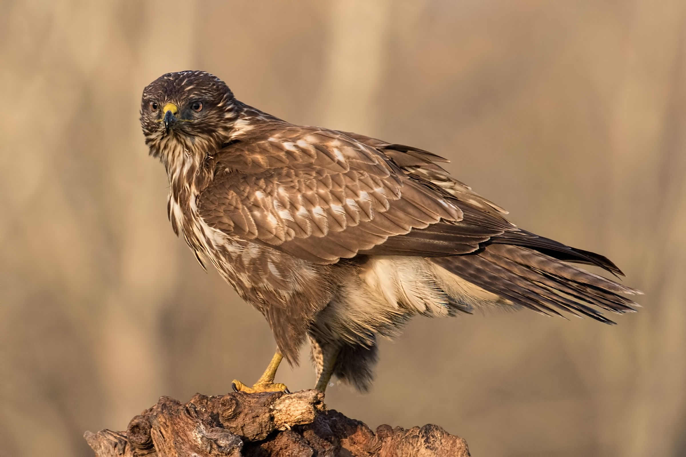 Buzzard