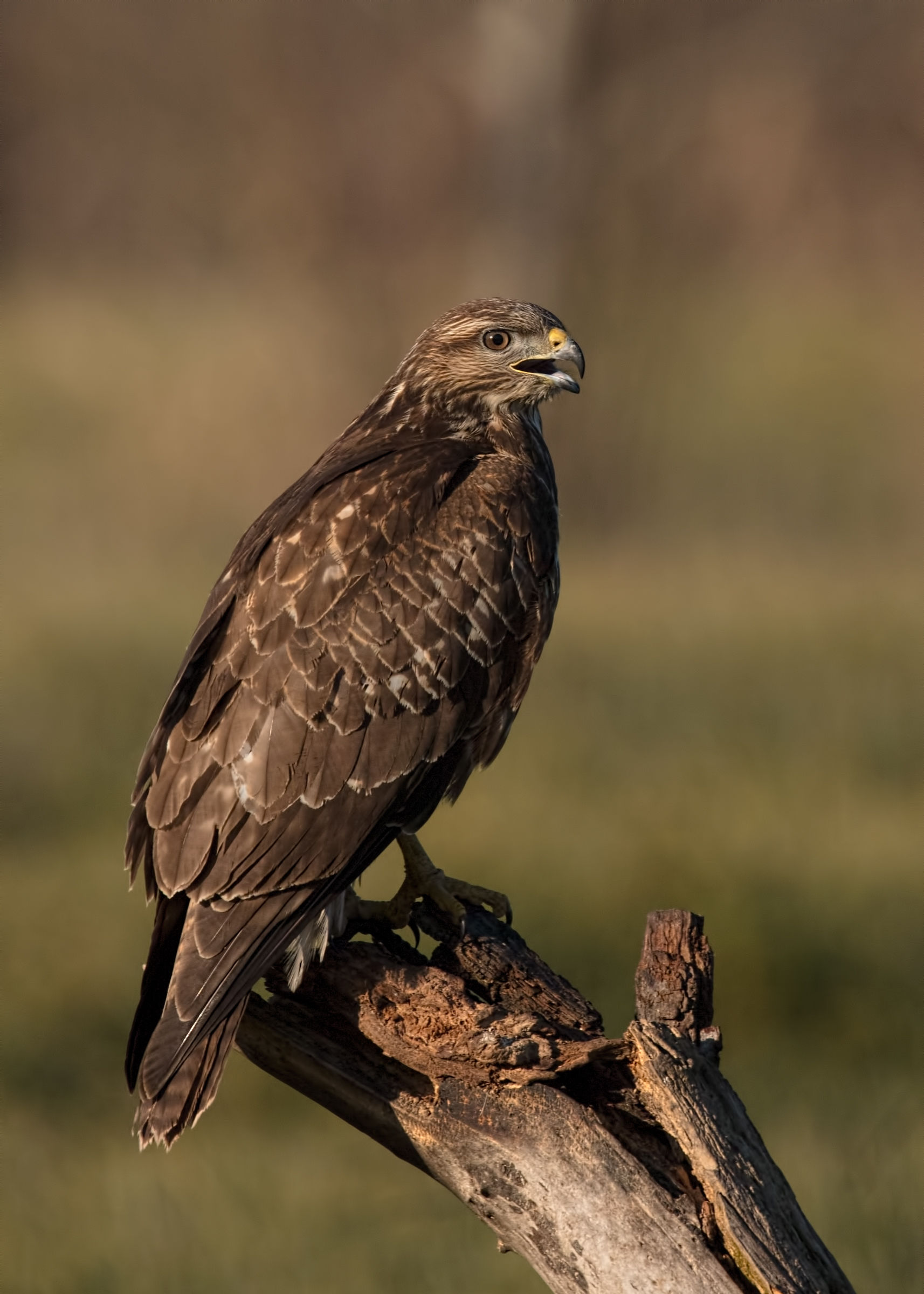 Common buzzard