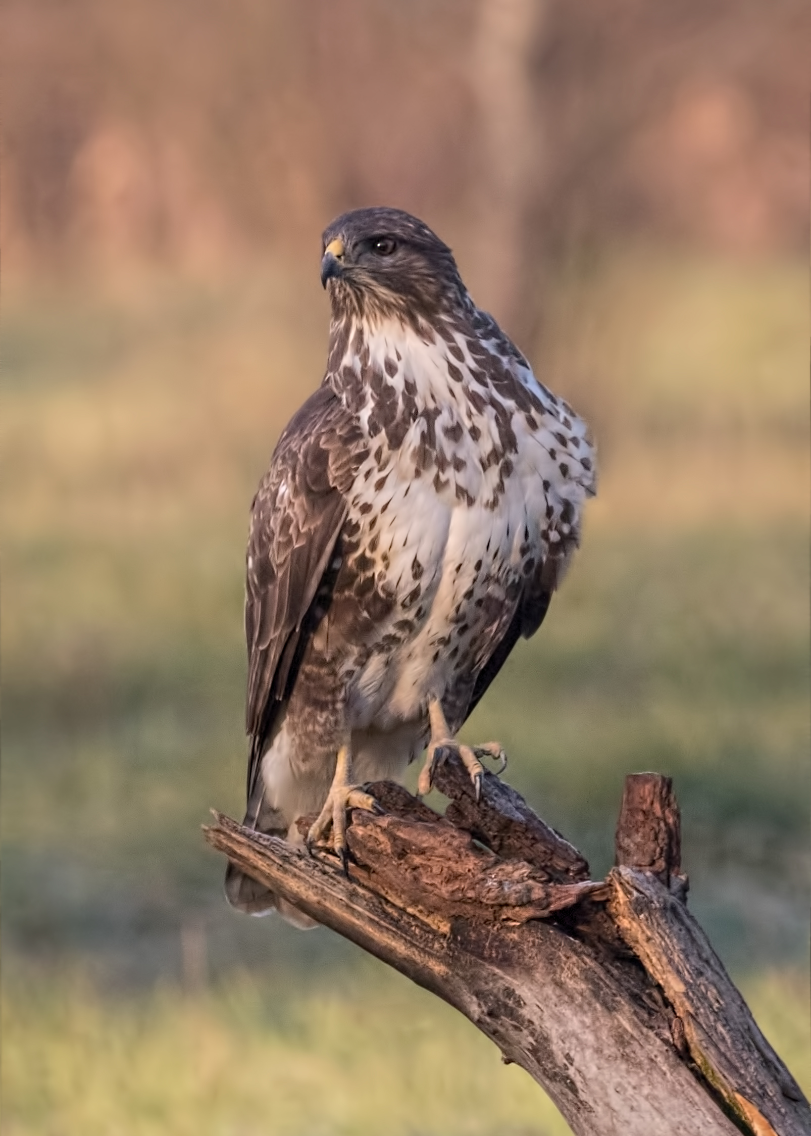 Common buzzard