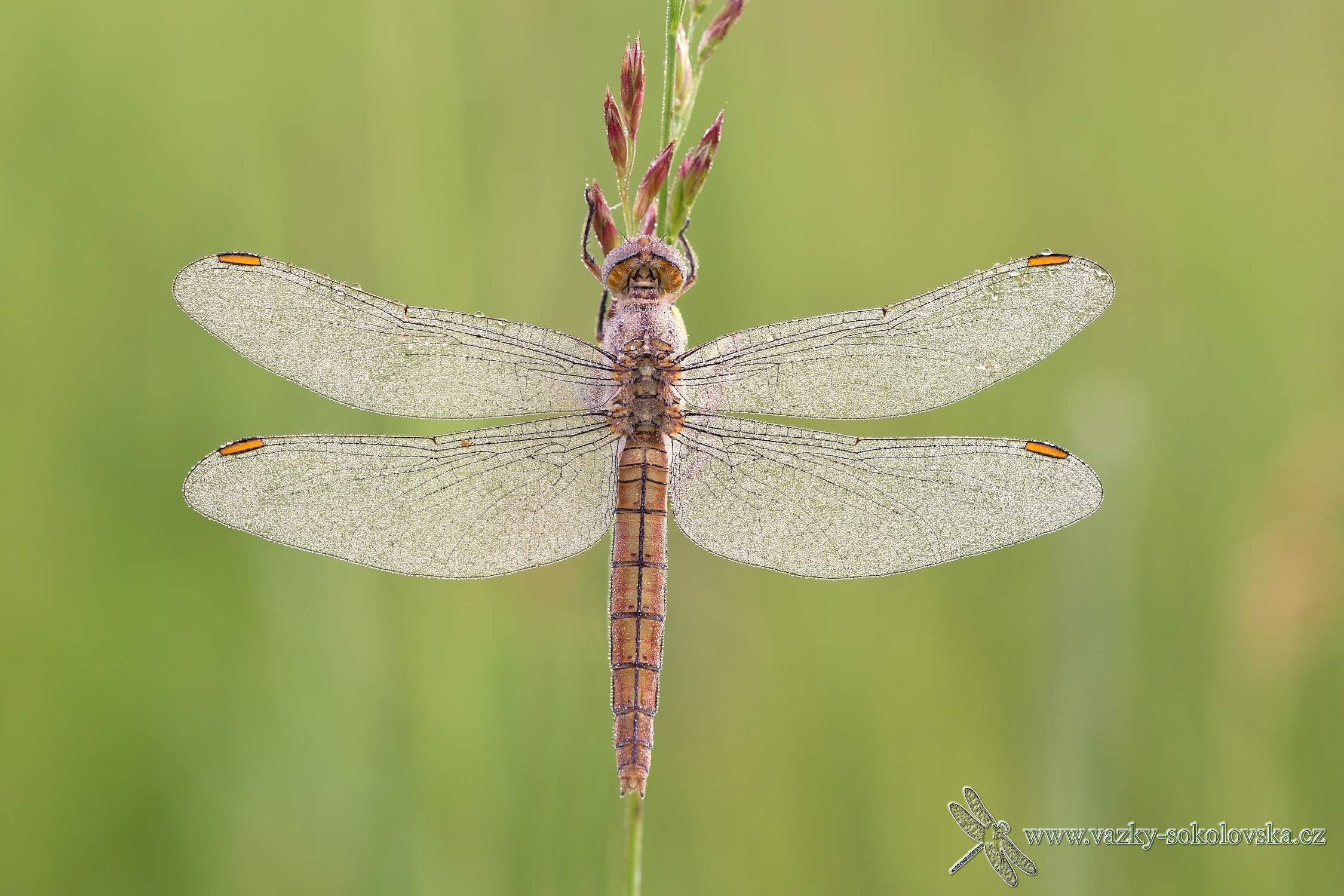 Orthetrum brunneum