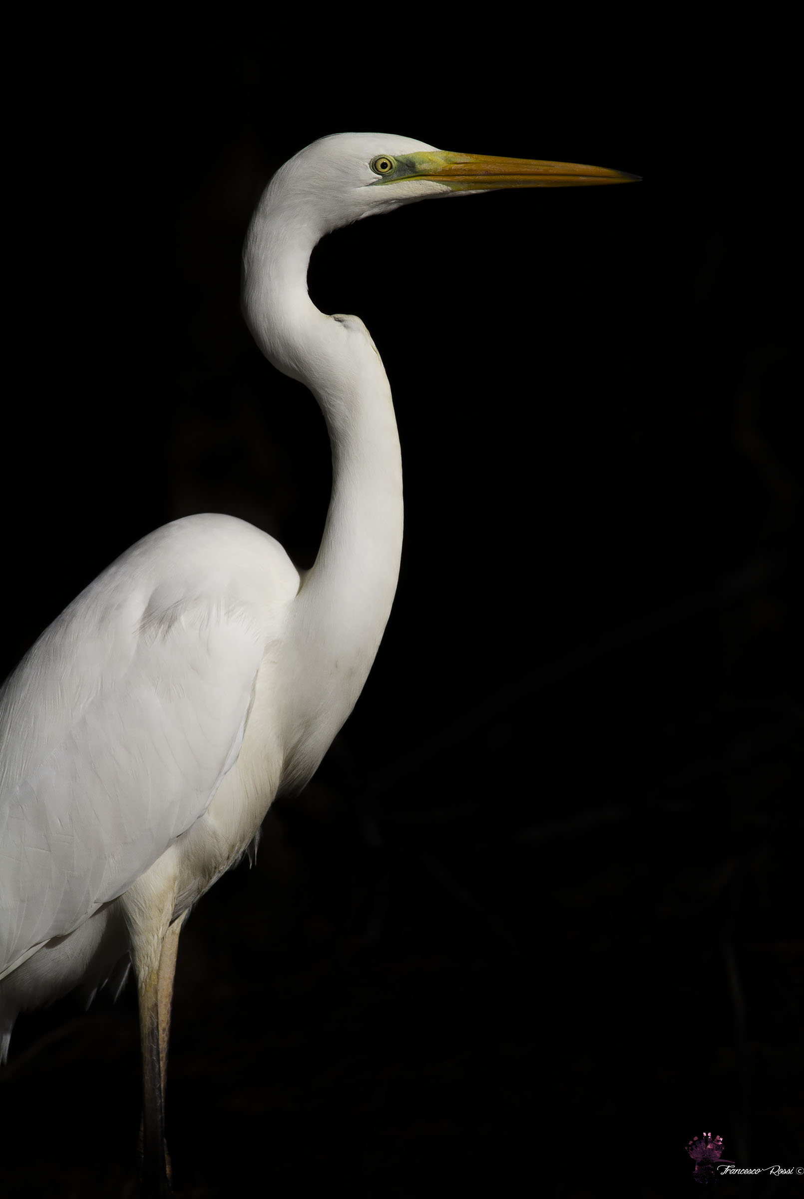 White Major in Black ...