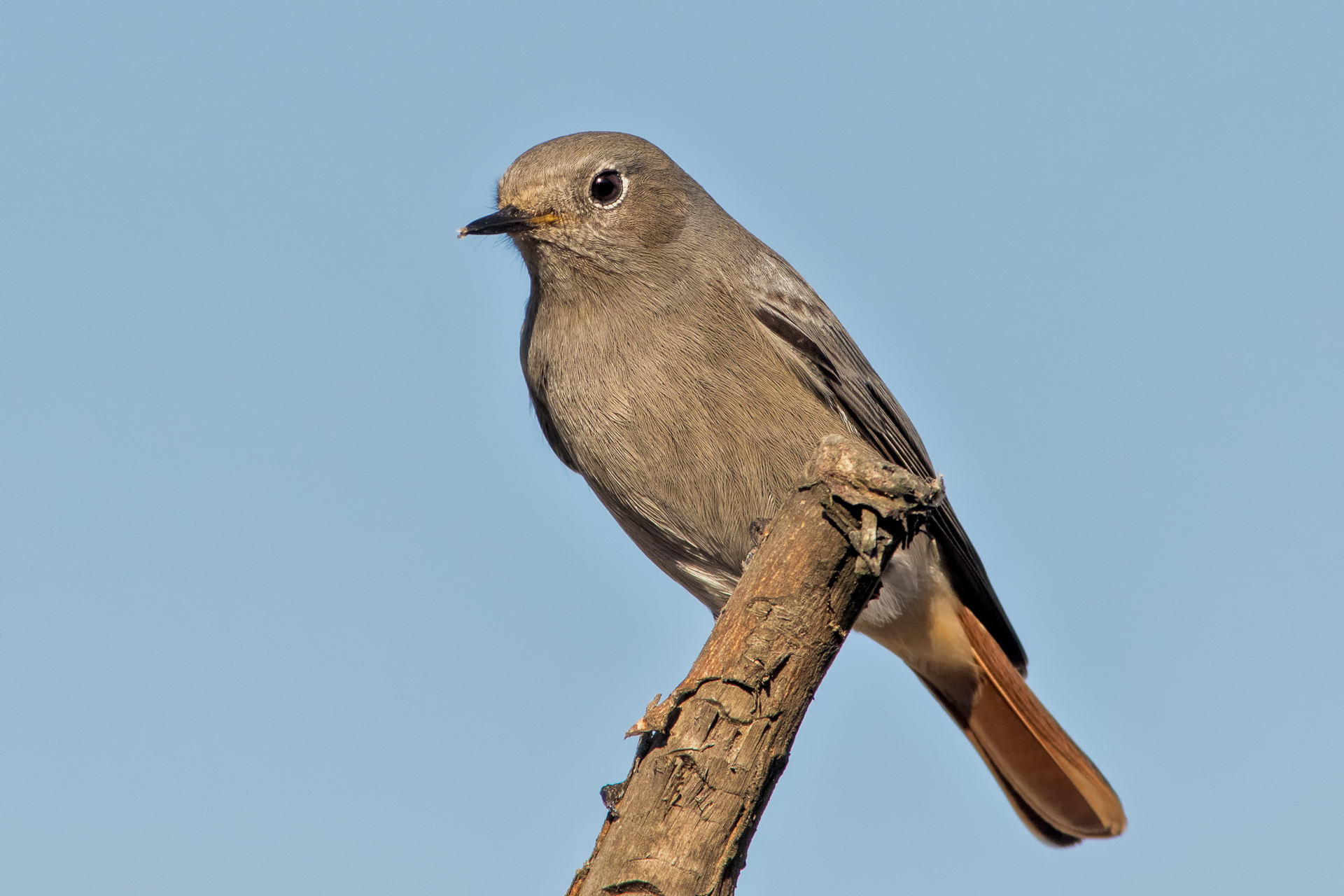 Female redstart