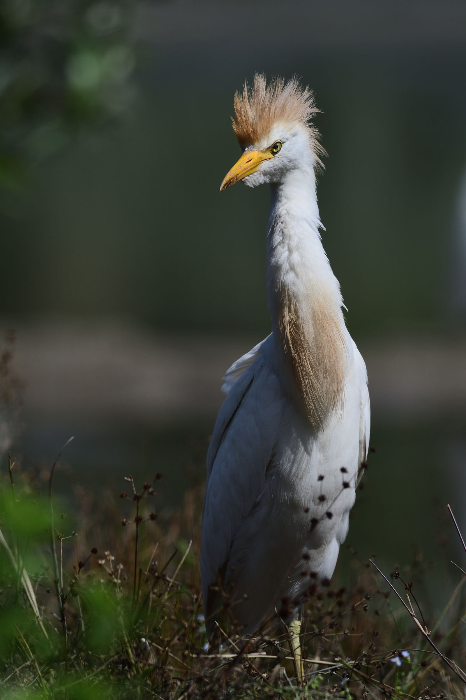 Cattle egret
