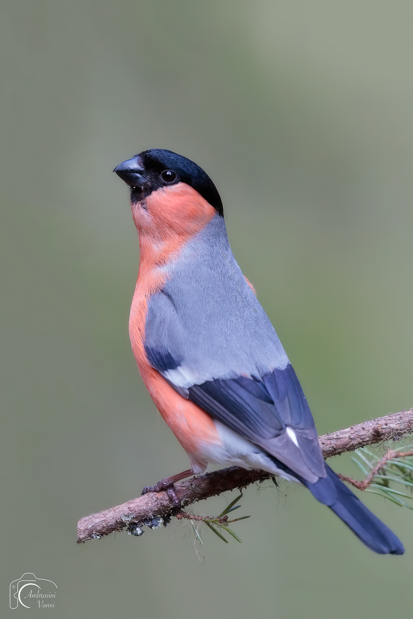 Vertical bullfinch