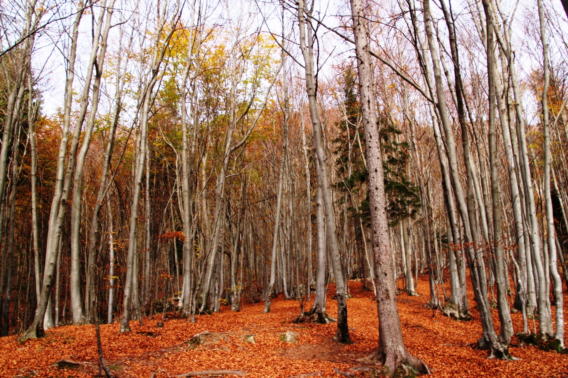 autumn to Cespedosio