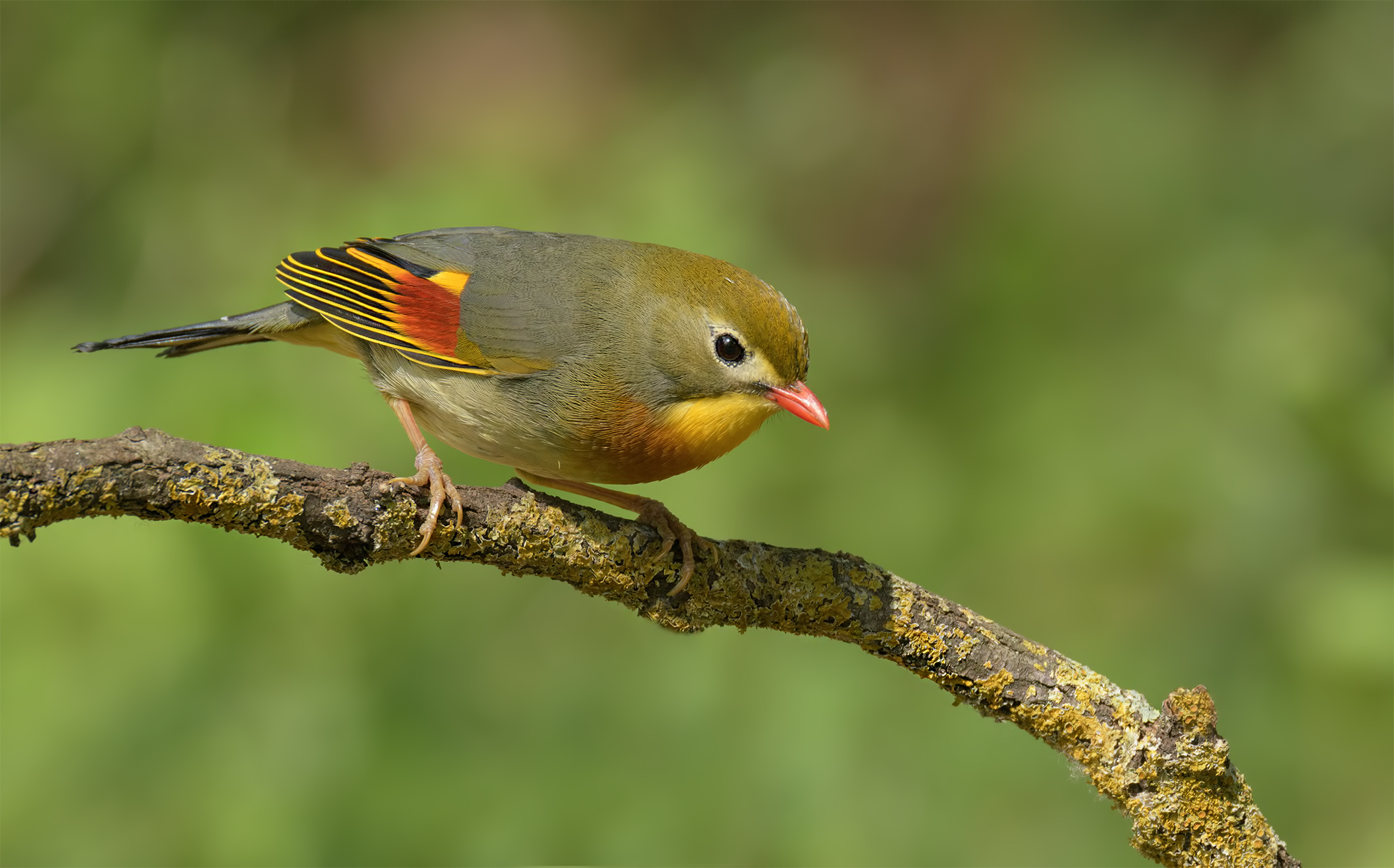 Nightingale of Japan