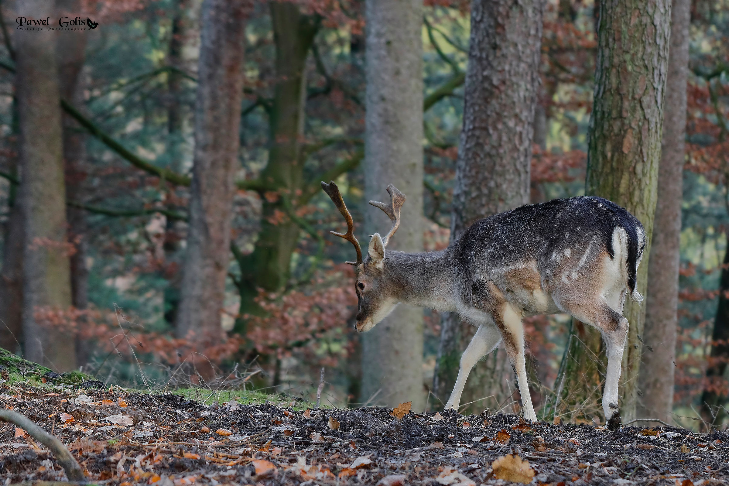 Fallow deer (Dama dama)