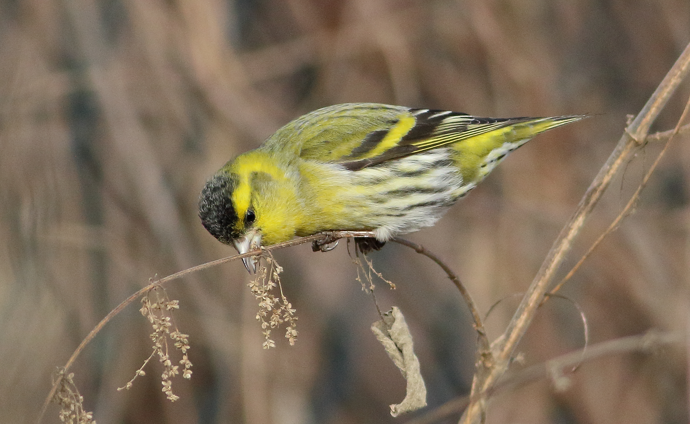 siskin