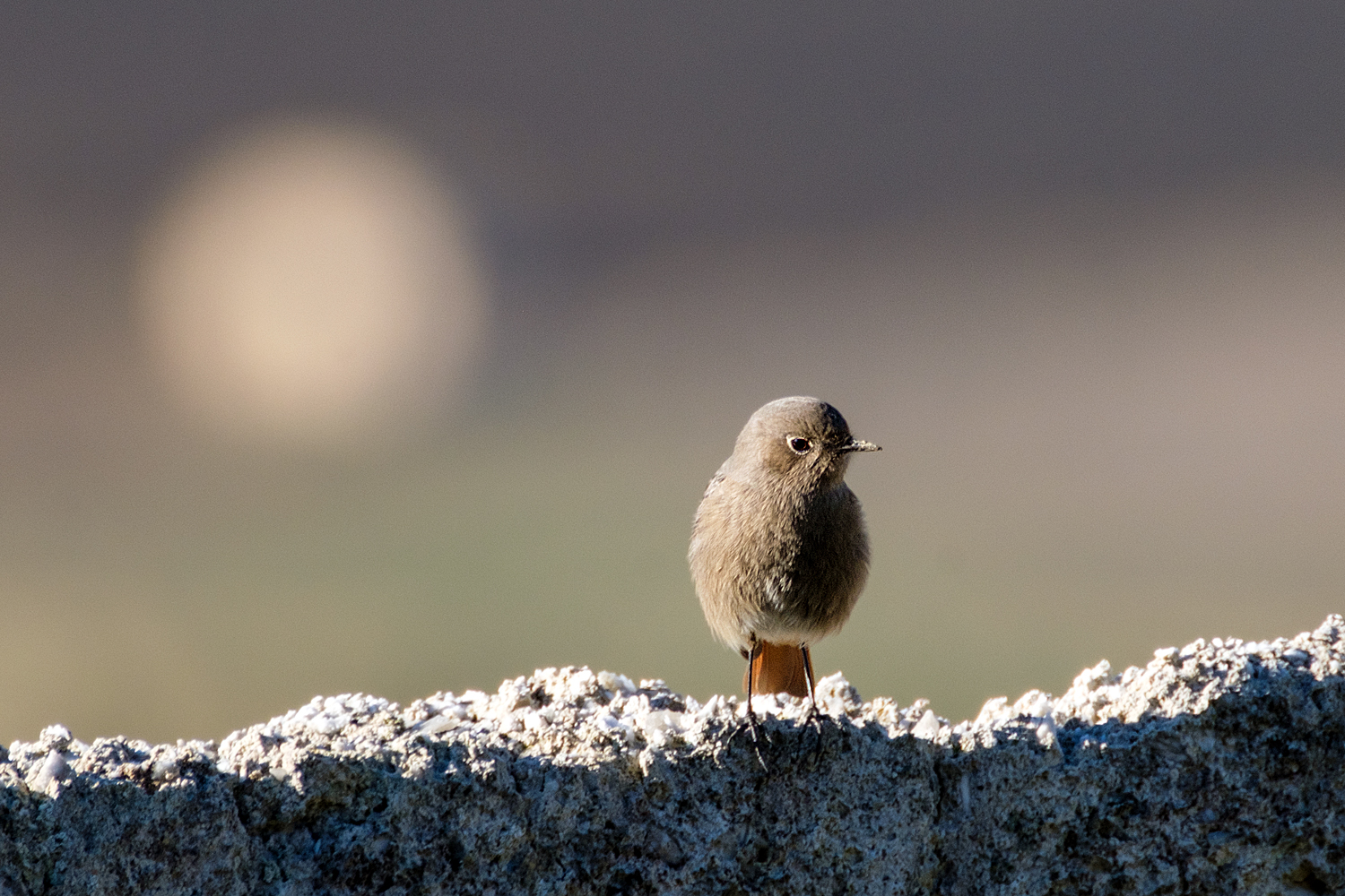 Codirosso (F) in controluce.