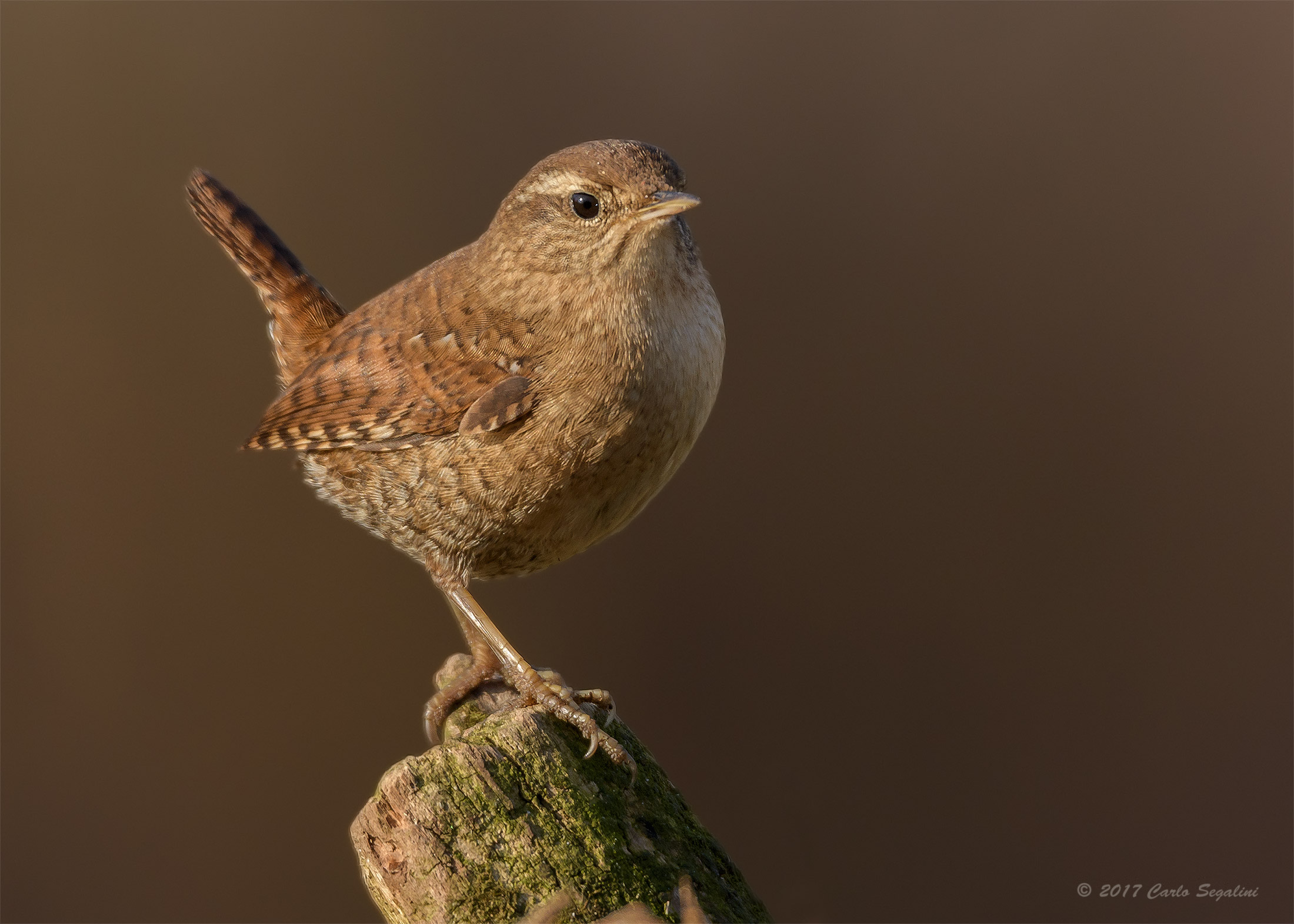 Wren