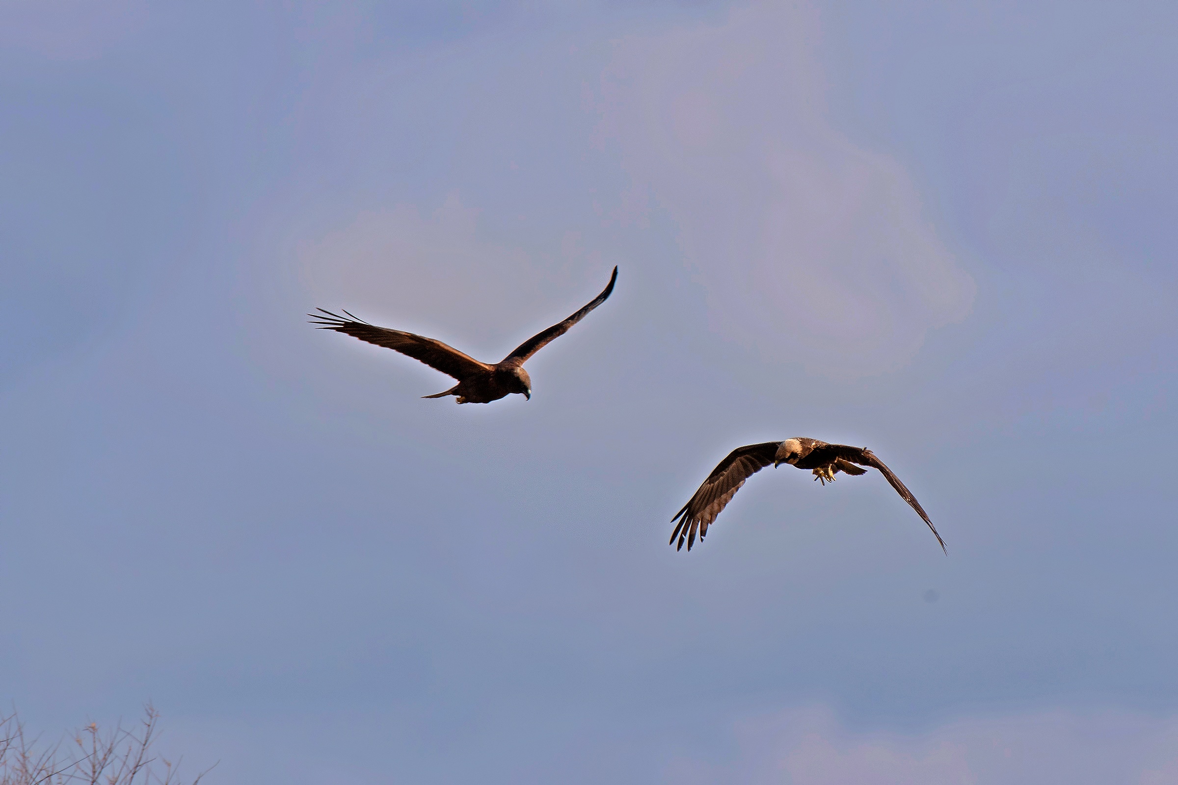 Falchi di Palude in caccia