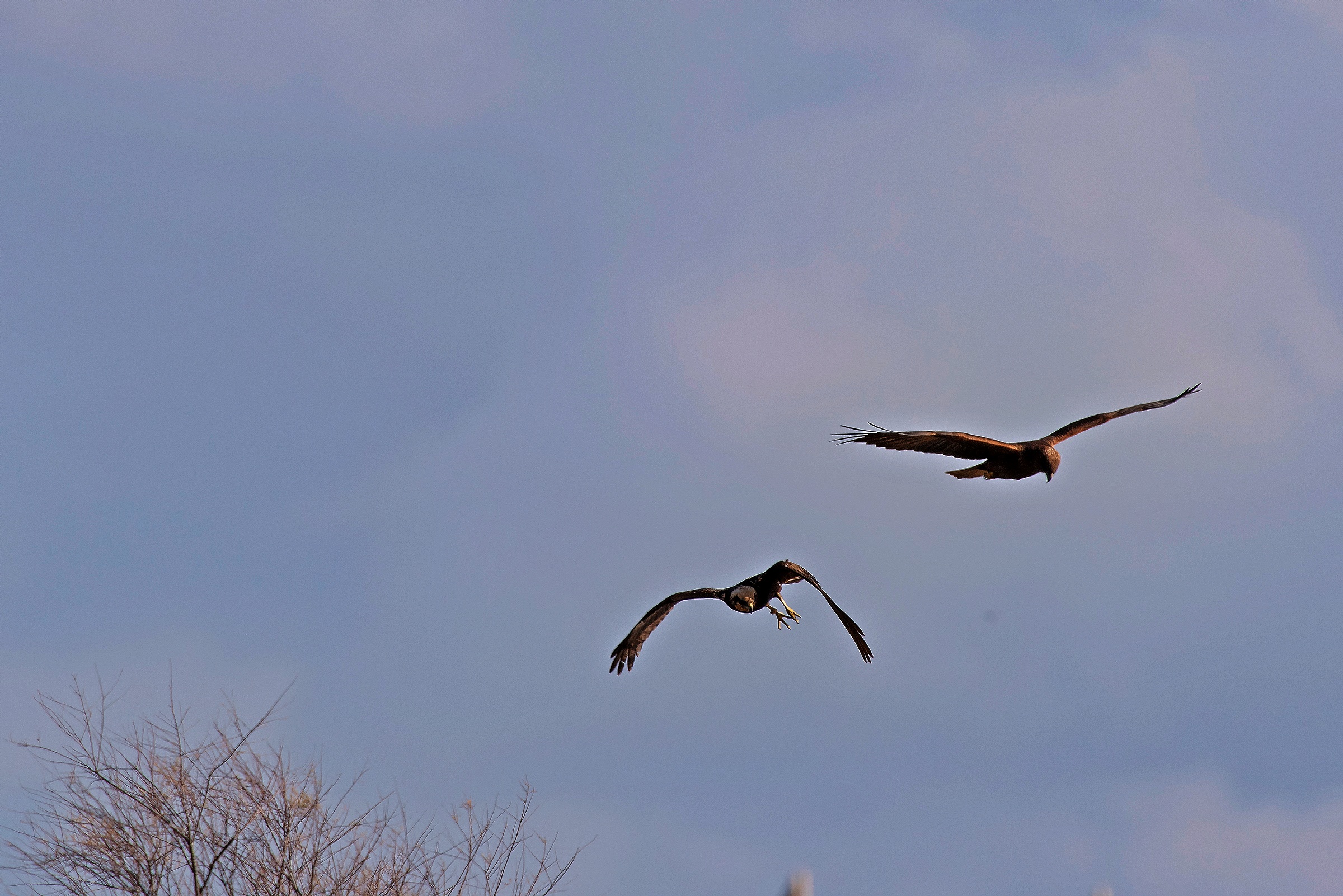 Coppia di Falchi di palude