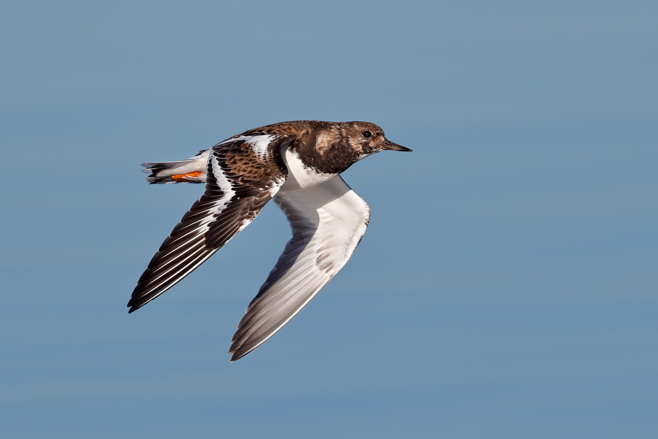 Voltapietre - livrea invernale