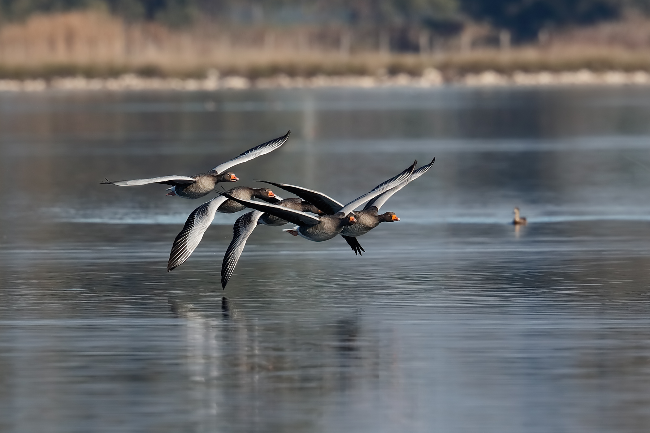 In volo sul lago - Oche selvatiche