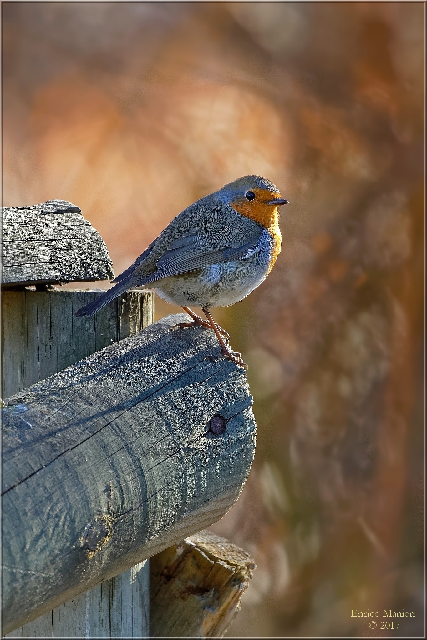 Pettirosso - Erithacus Rubecula