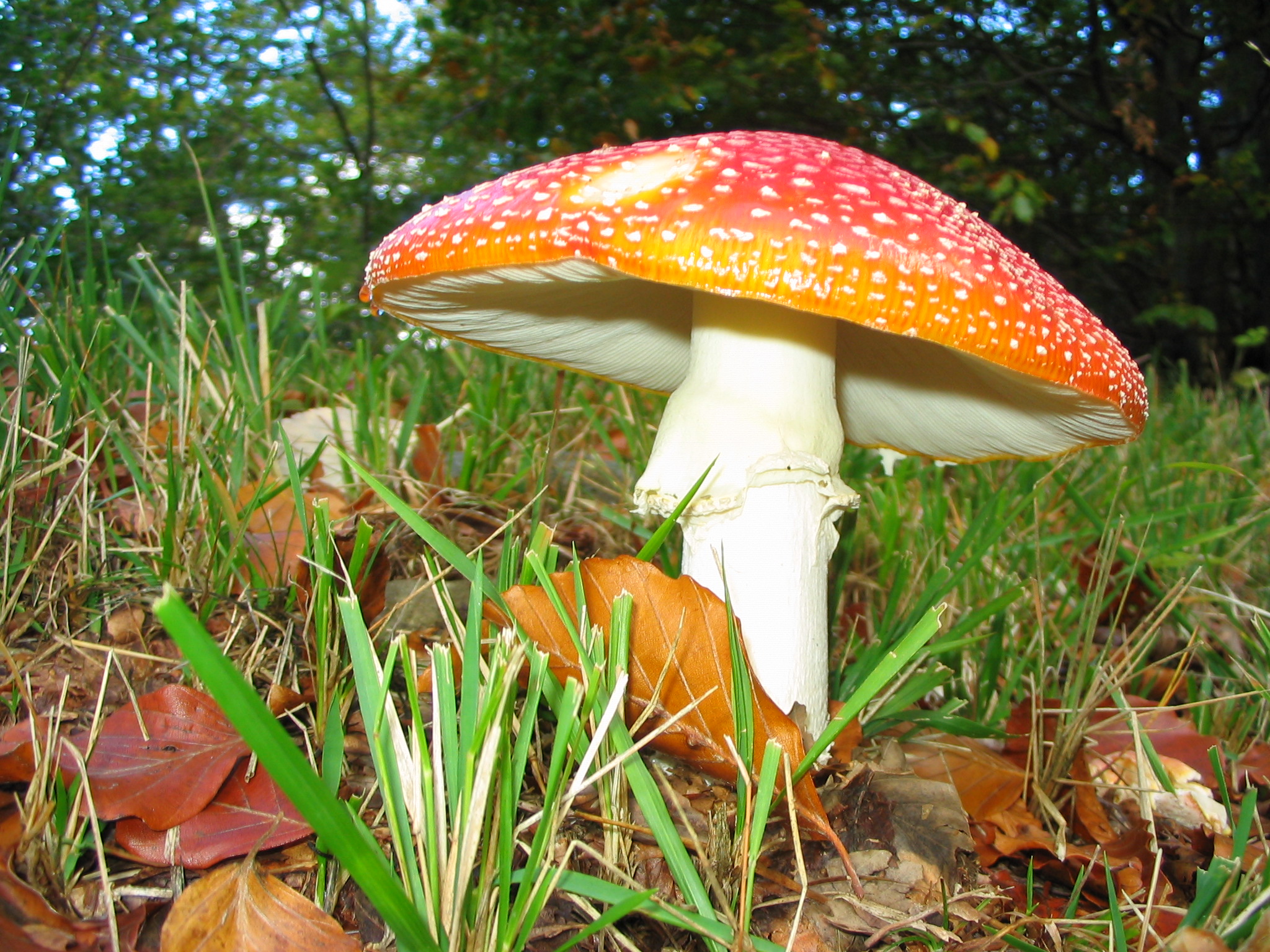 Fungo, solo bello, ma non buono