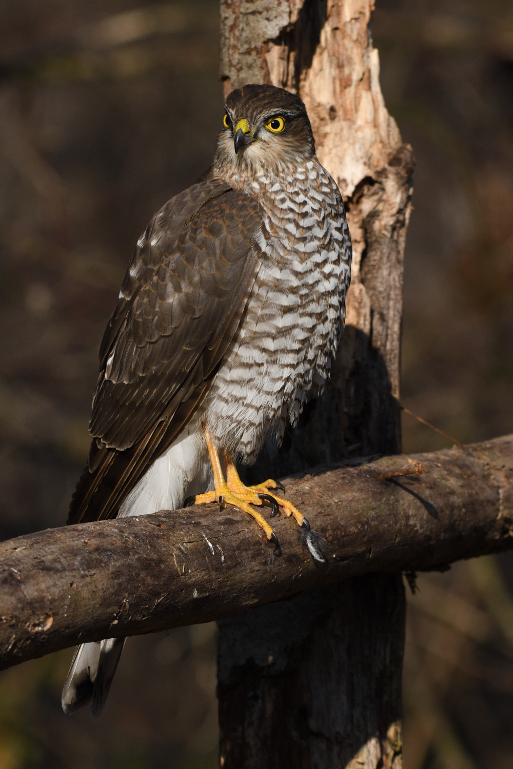sparrowhawk