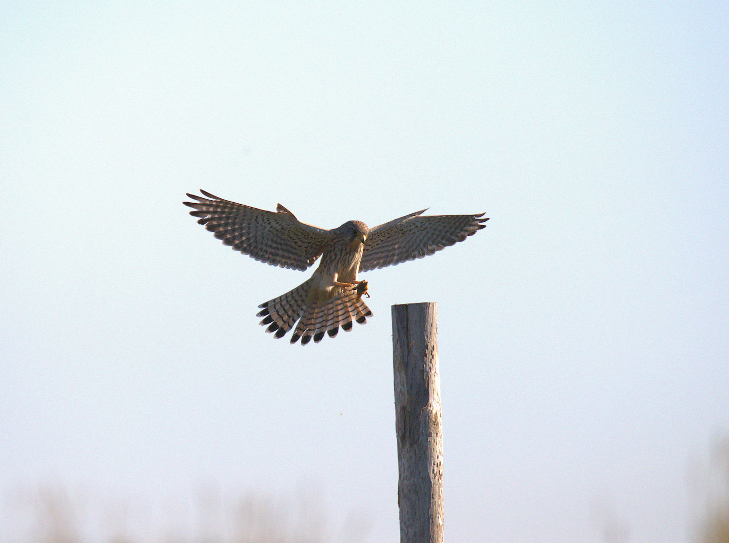Kestrel
