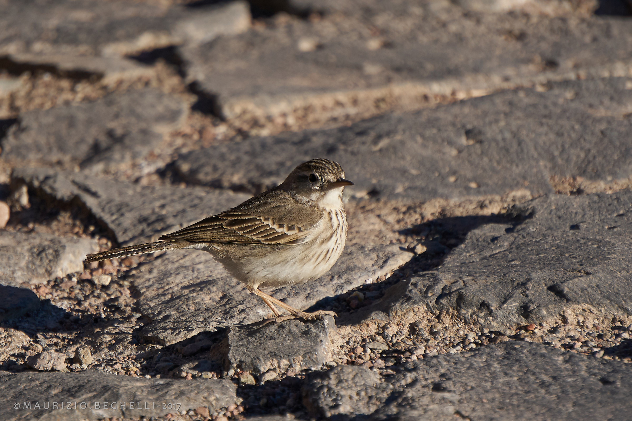 Berthelot pipit