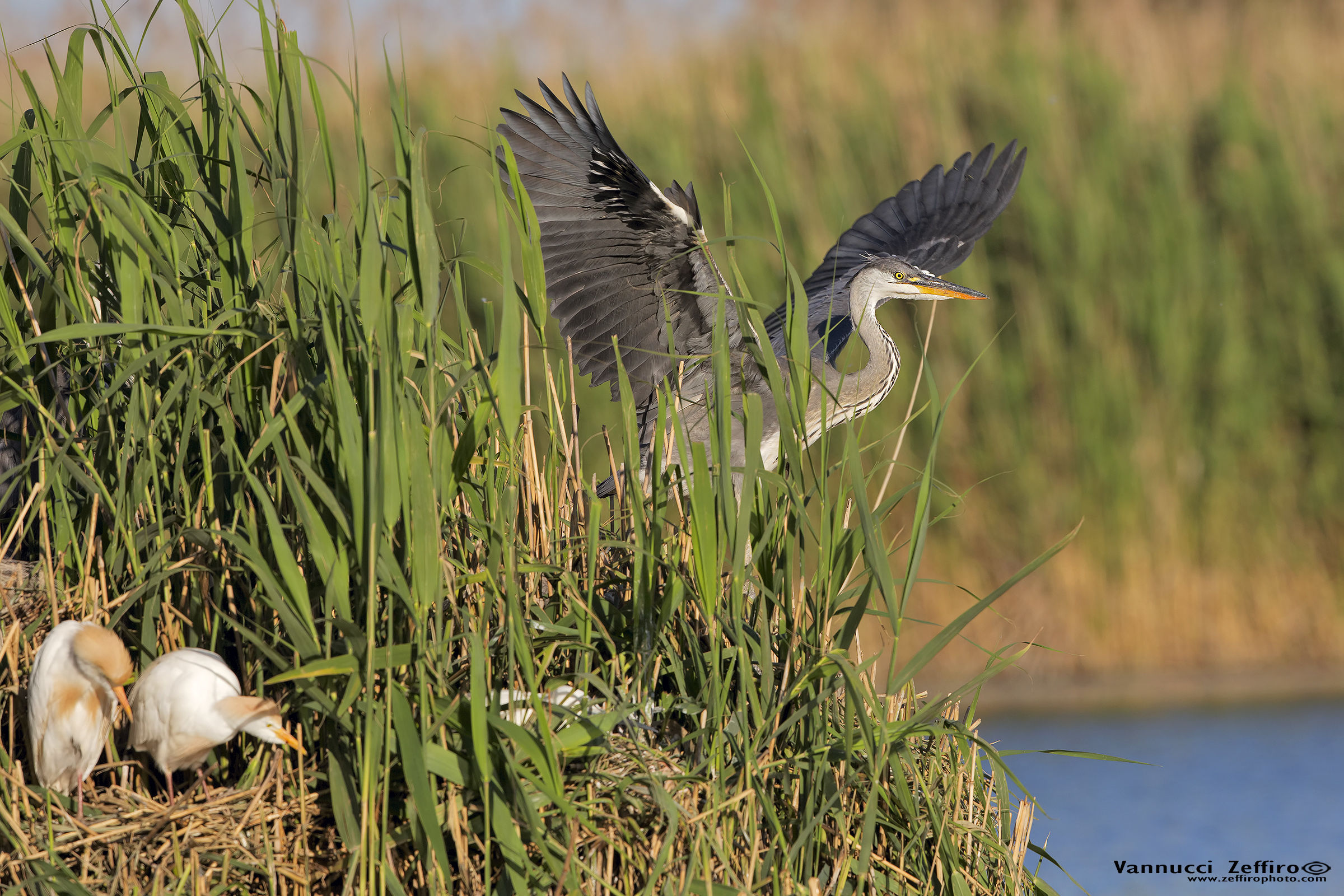young heron