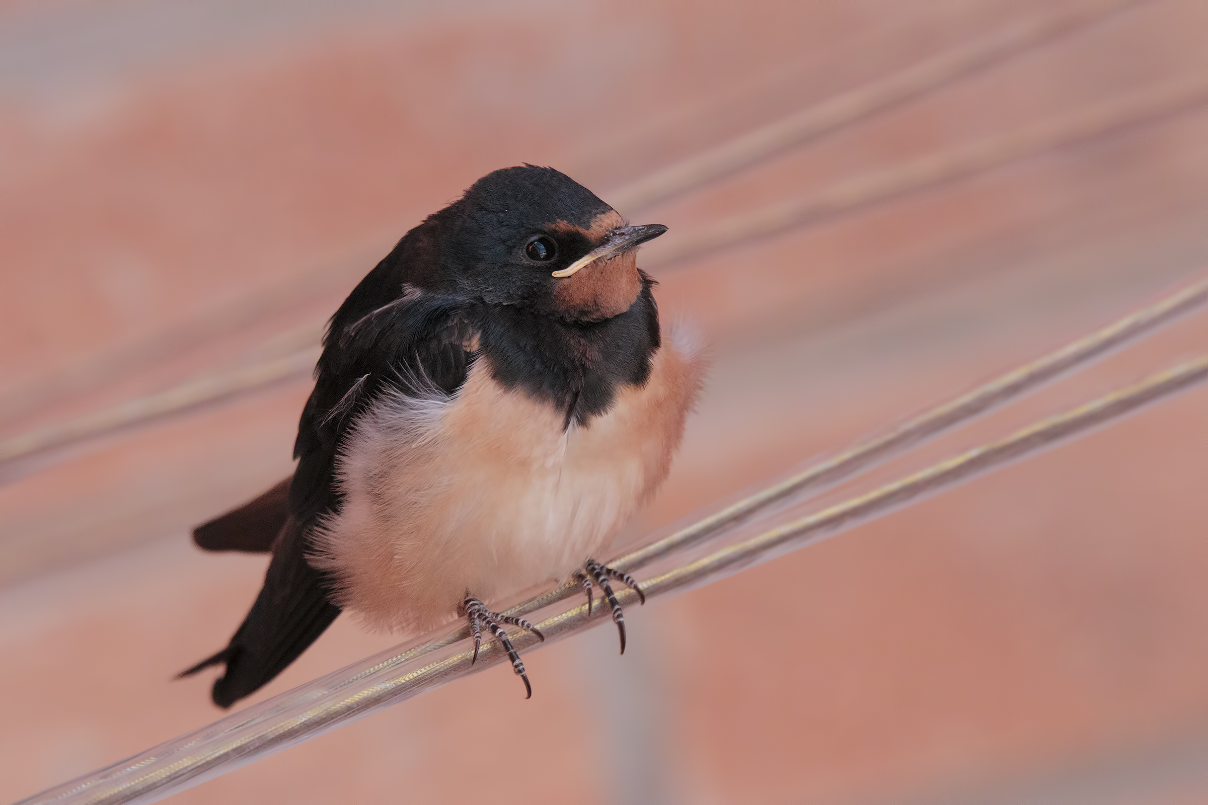 Rondine Hirundo rustica