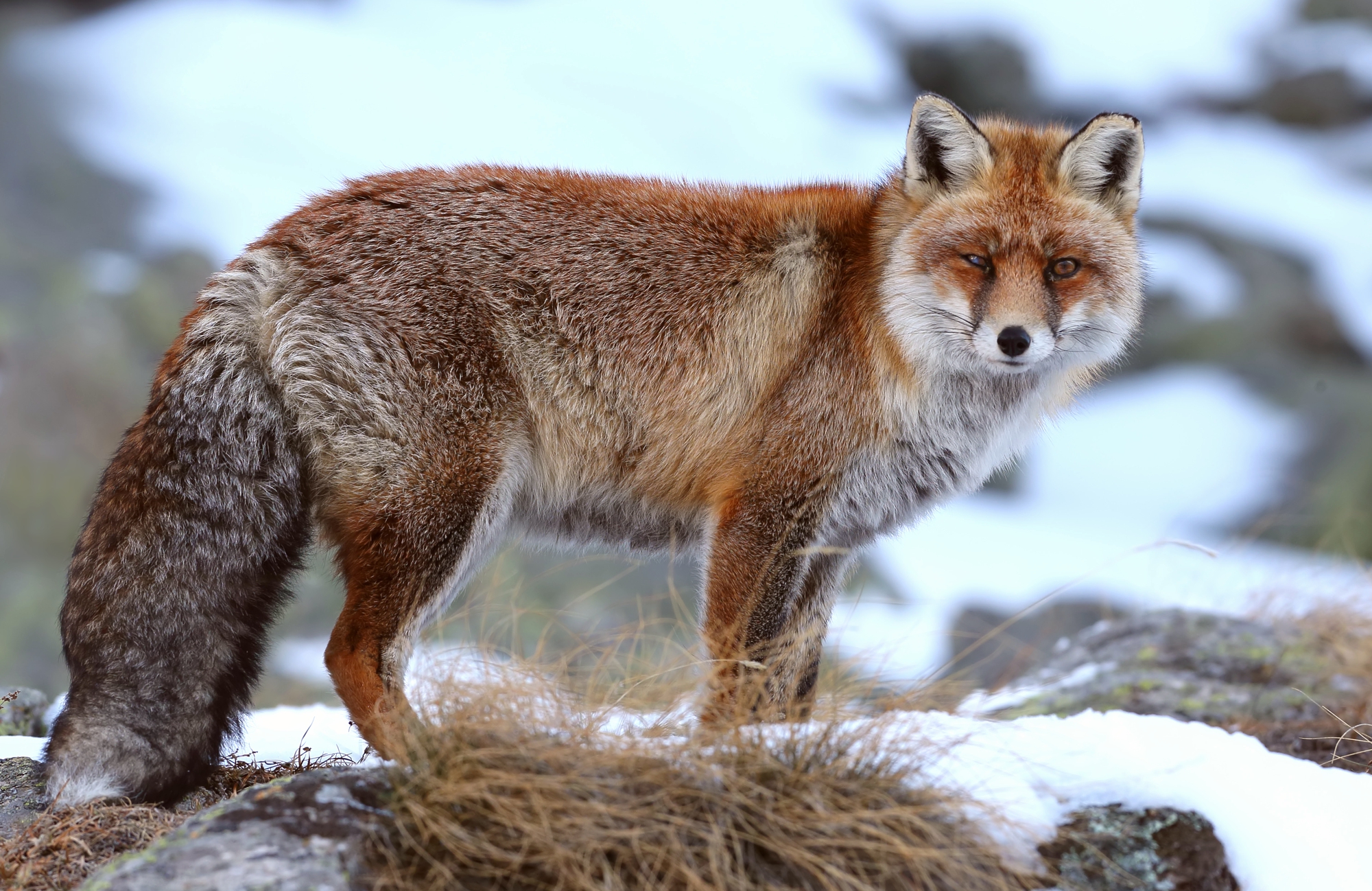 In ricordo di una vecchia amica