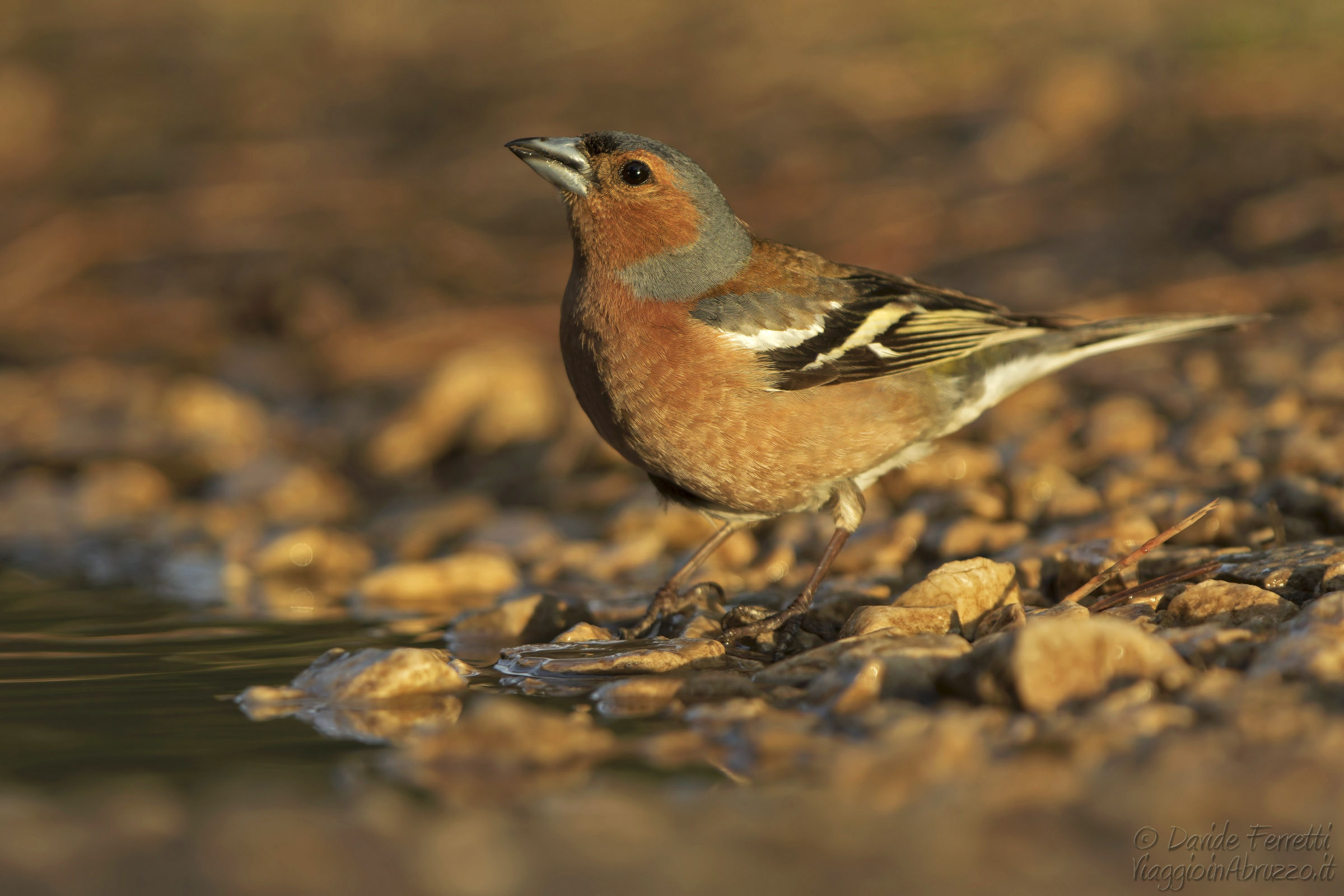 Young chaffinch and reflection