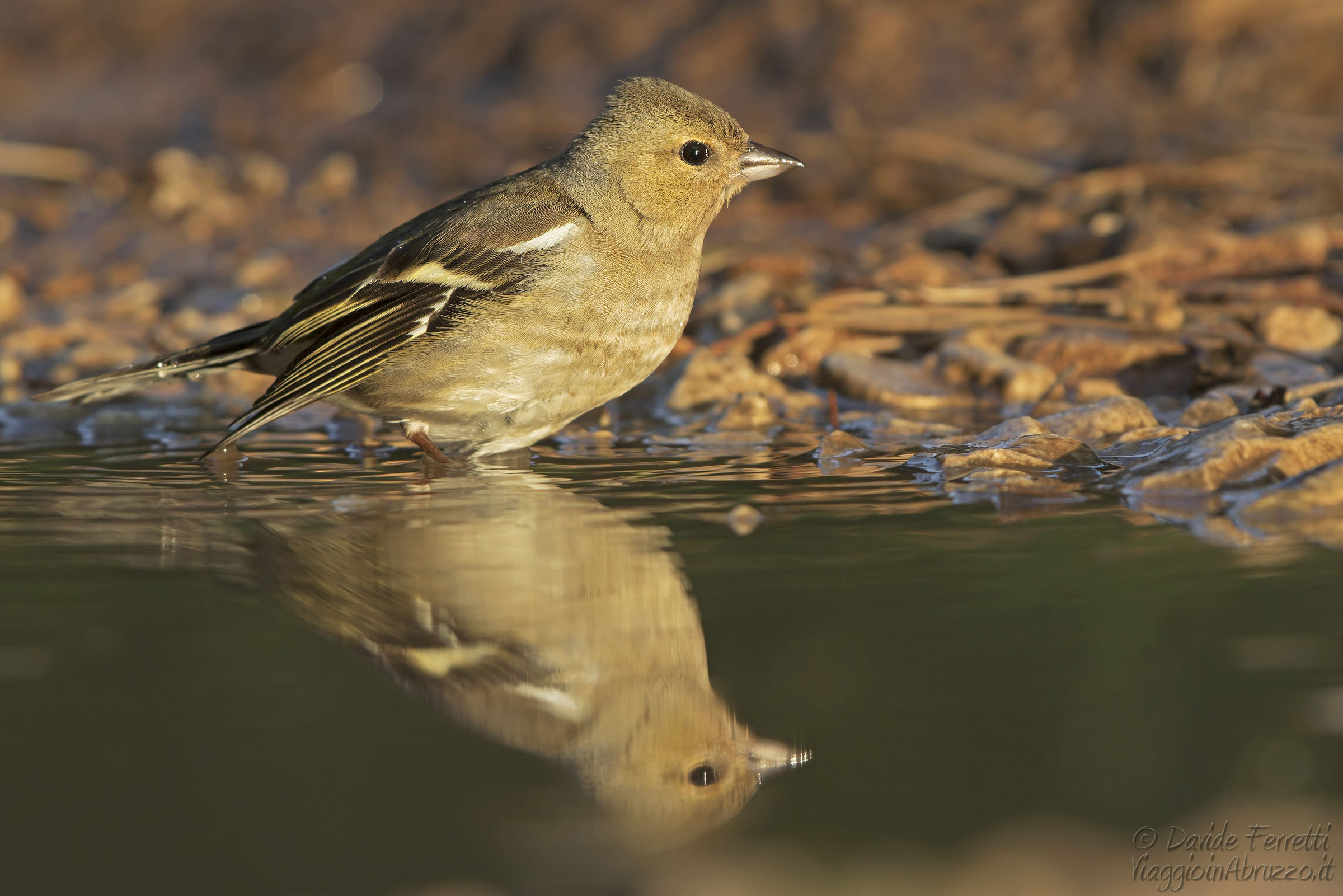 Giovane fringuello e riflesso