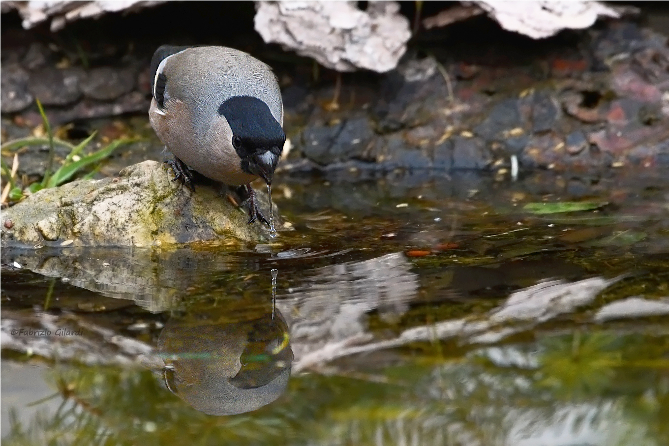 Bullfinch f. (Pyrrhula pyrrhula) ... at the watering place