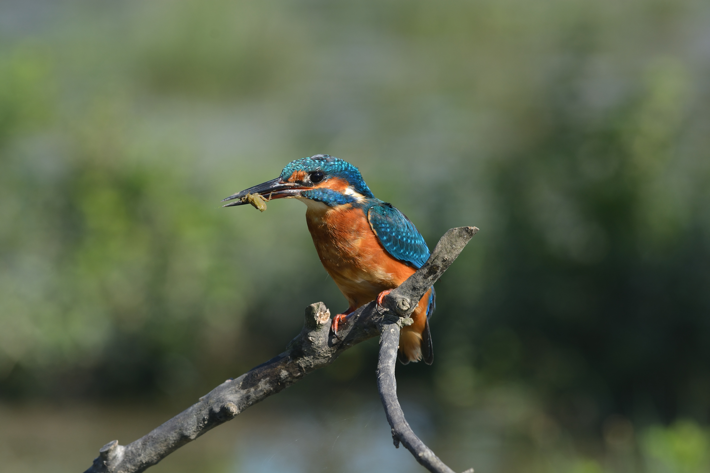 Kingfisher