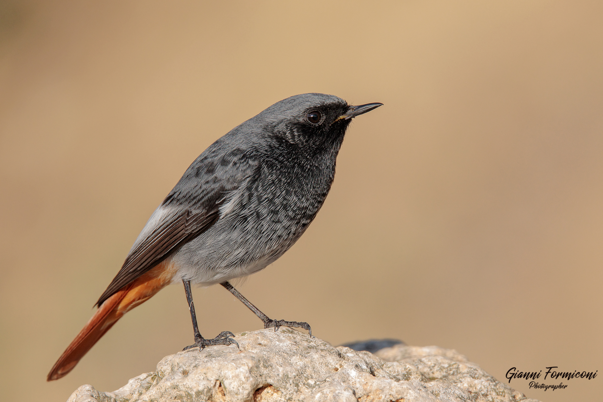 Codirosso spazzacamino