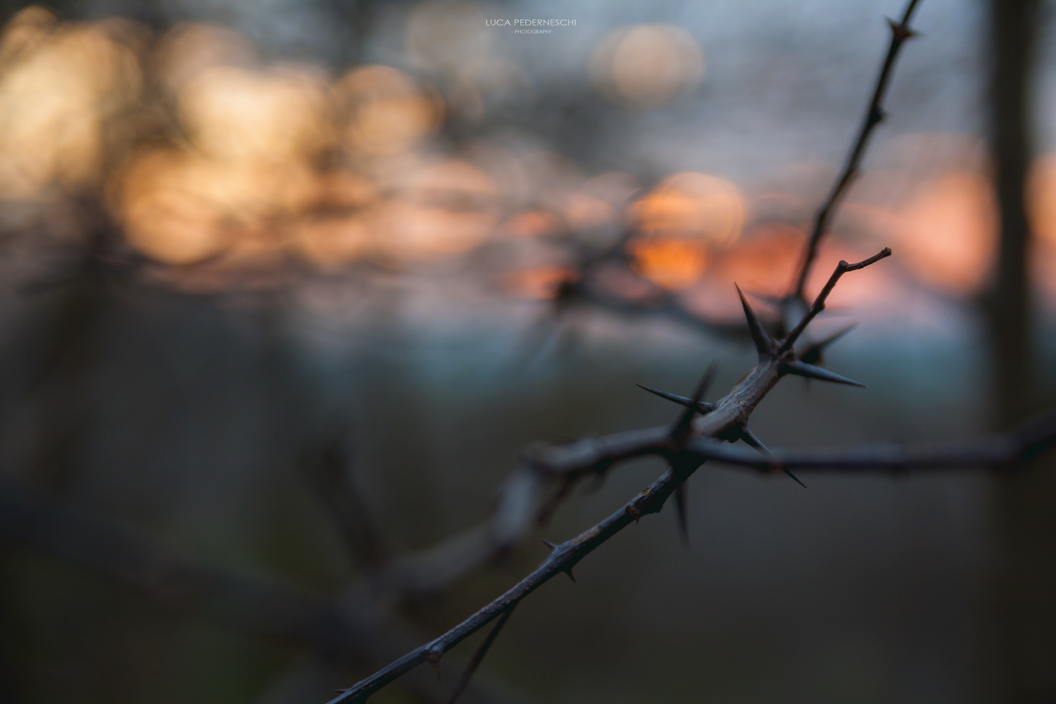 A branch of thorns at sunset