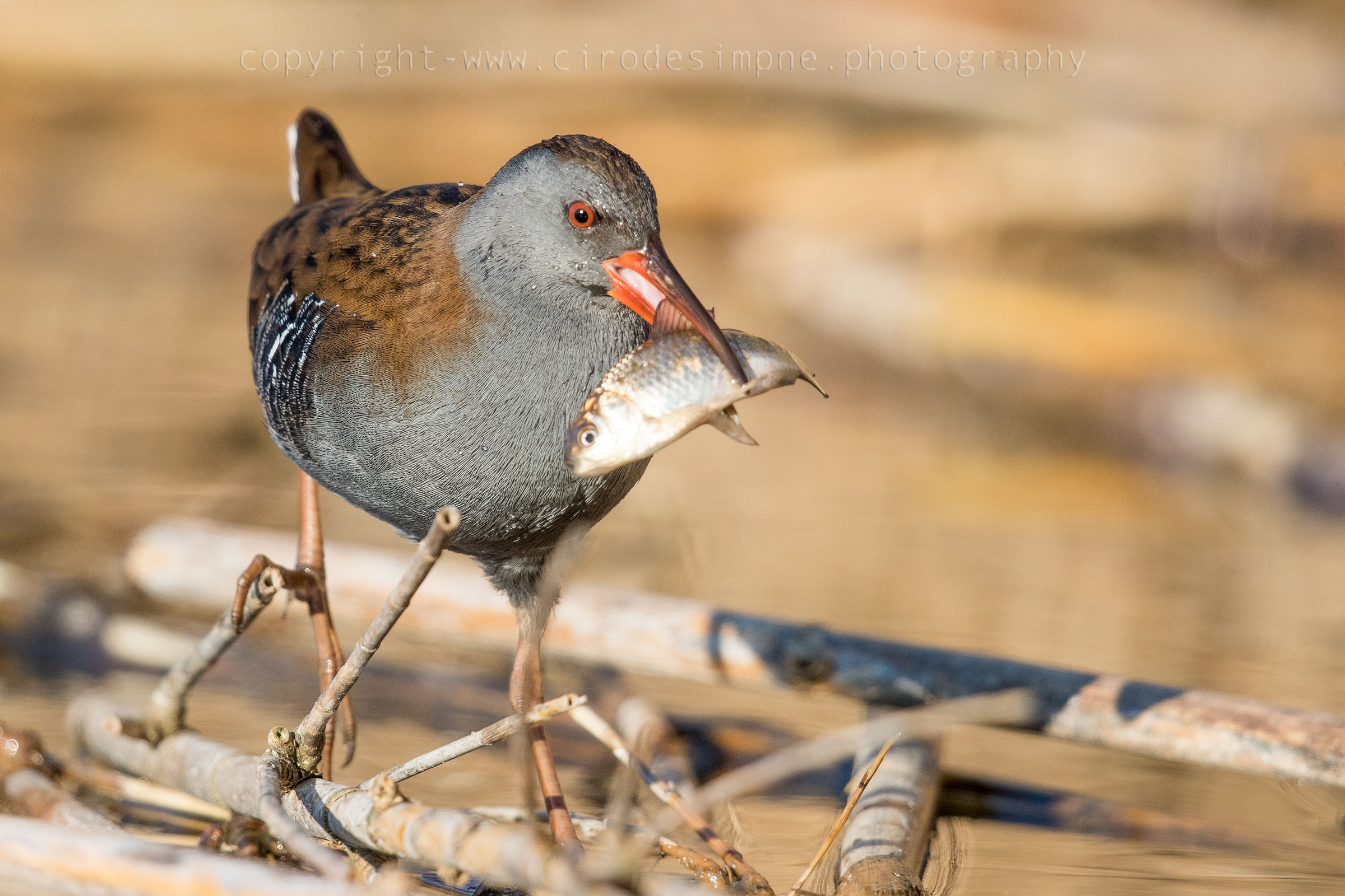 porciglione con preda