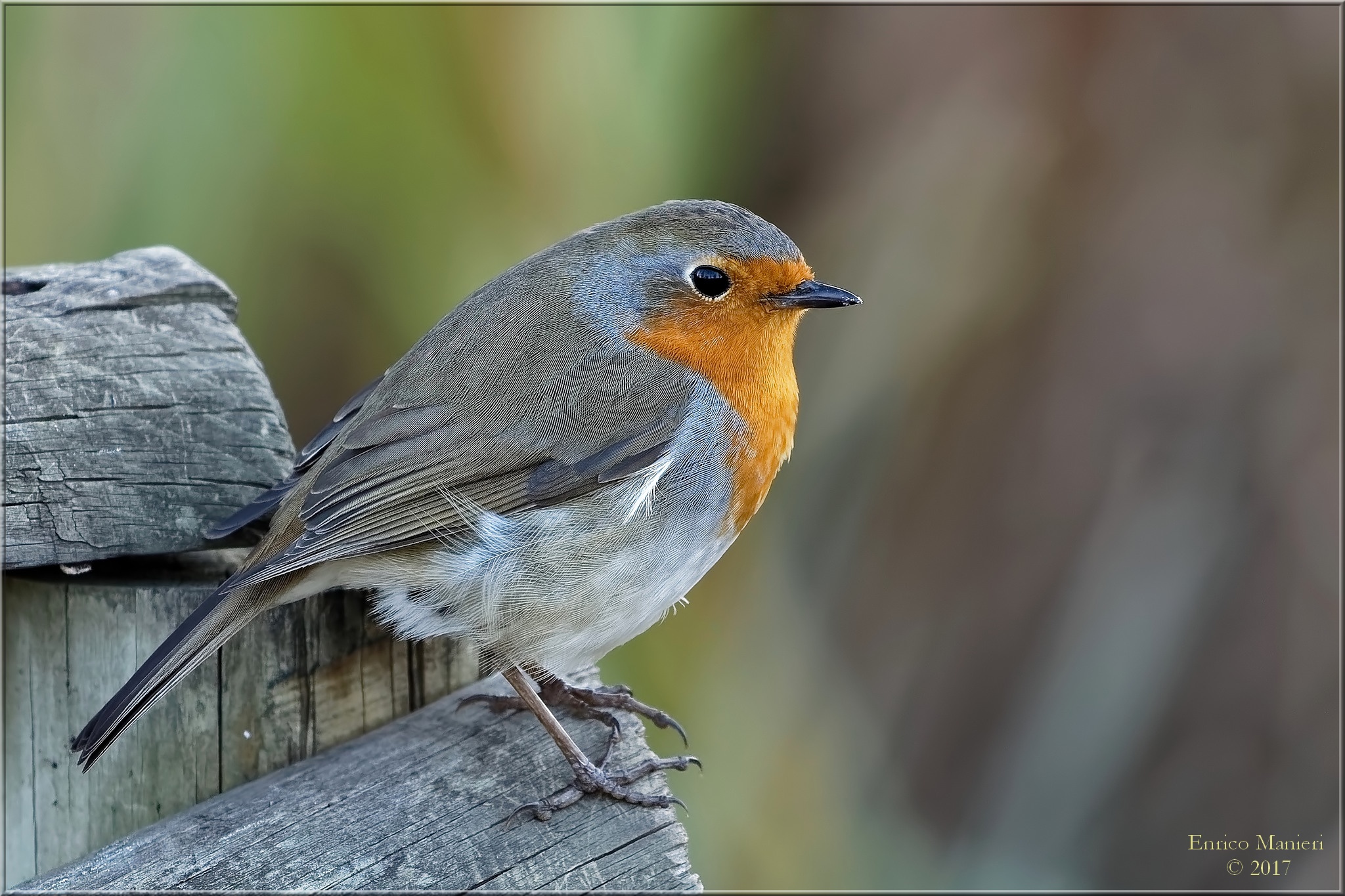 Pettirosso - Erithacus Rubecula