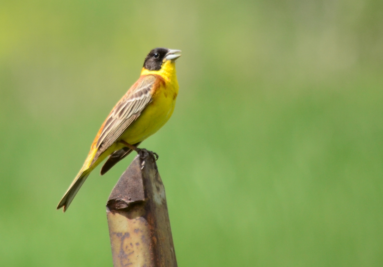 Black Headed Bunting